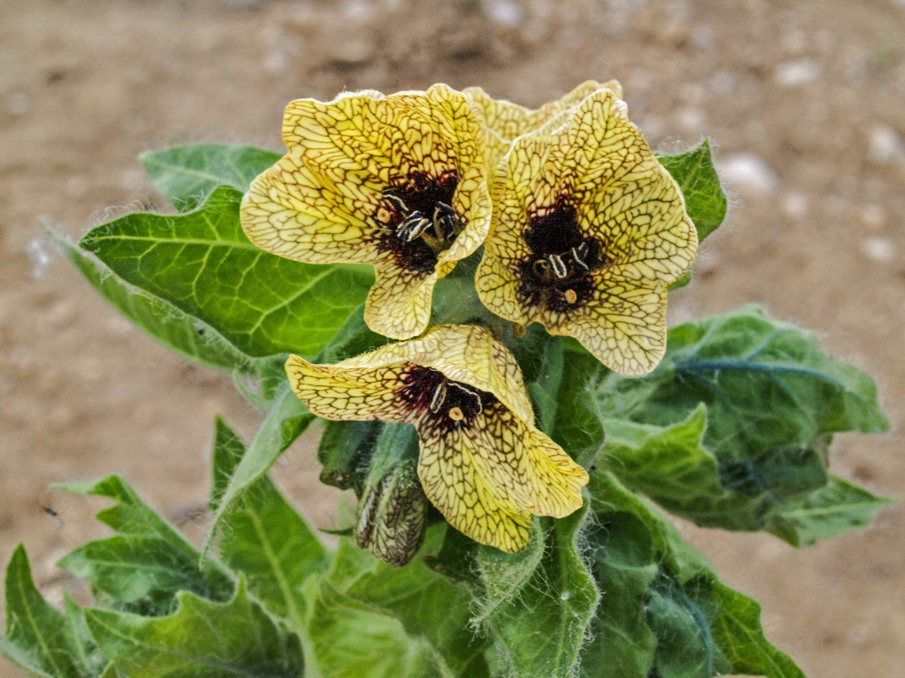 green plant with yellow flowers with brown speckles.