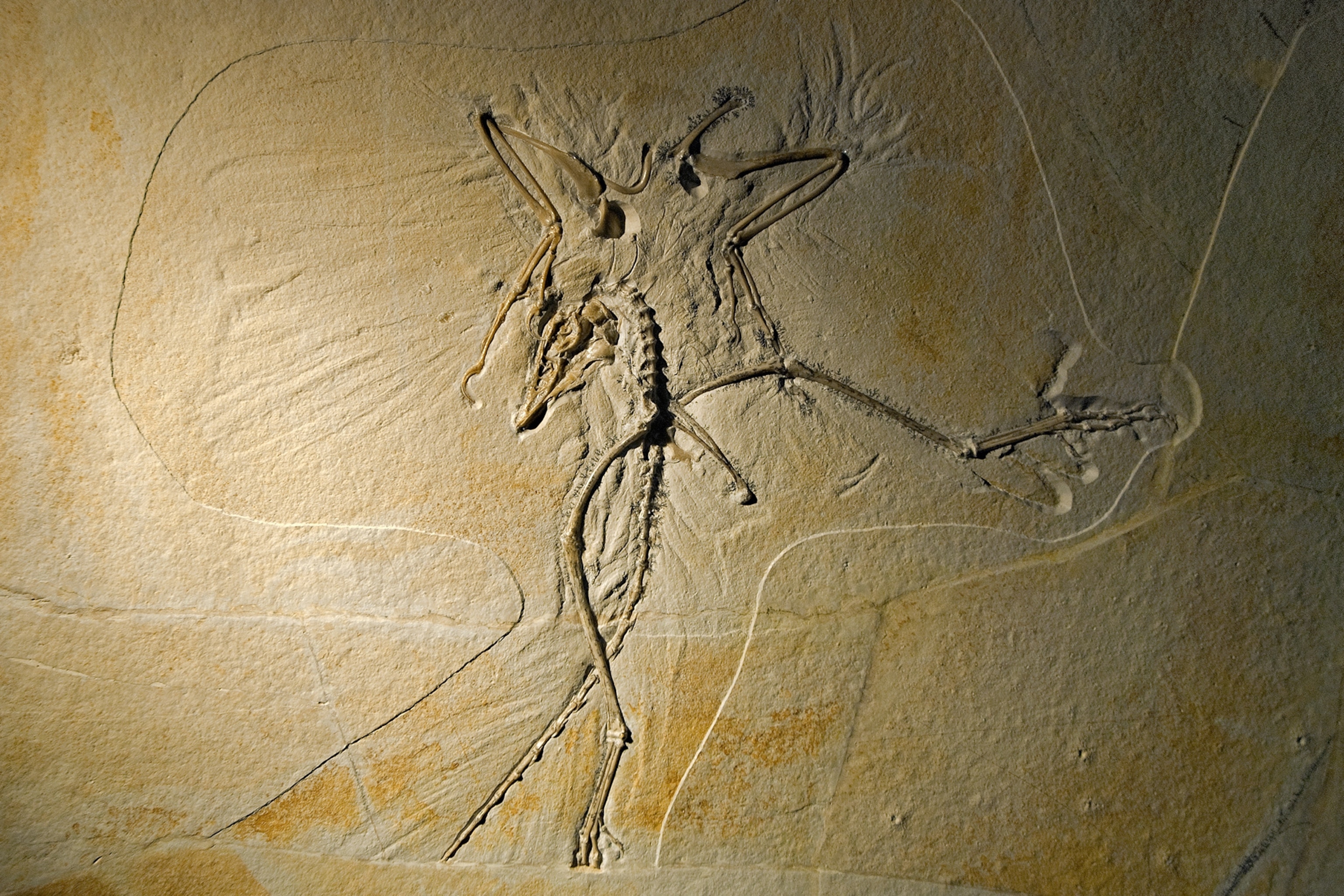 fossil of Archaeopteryx