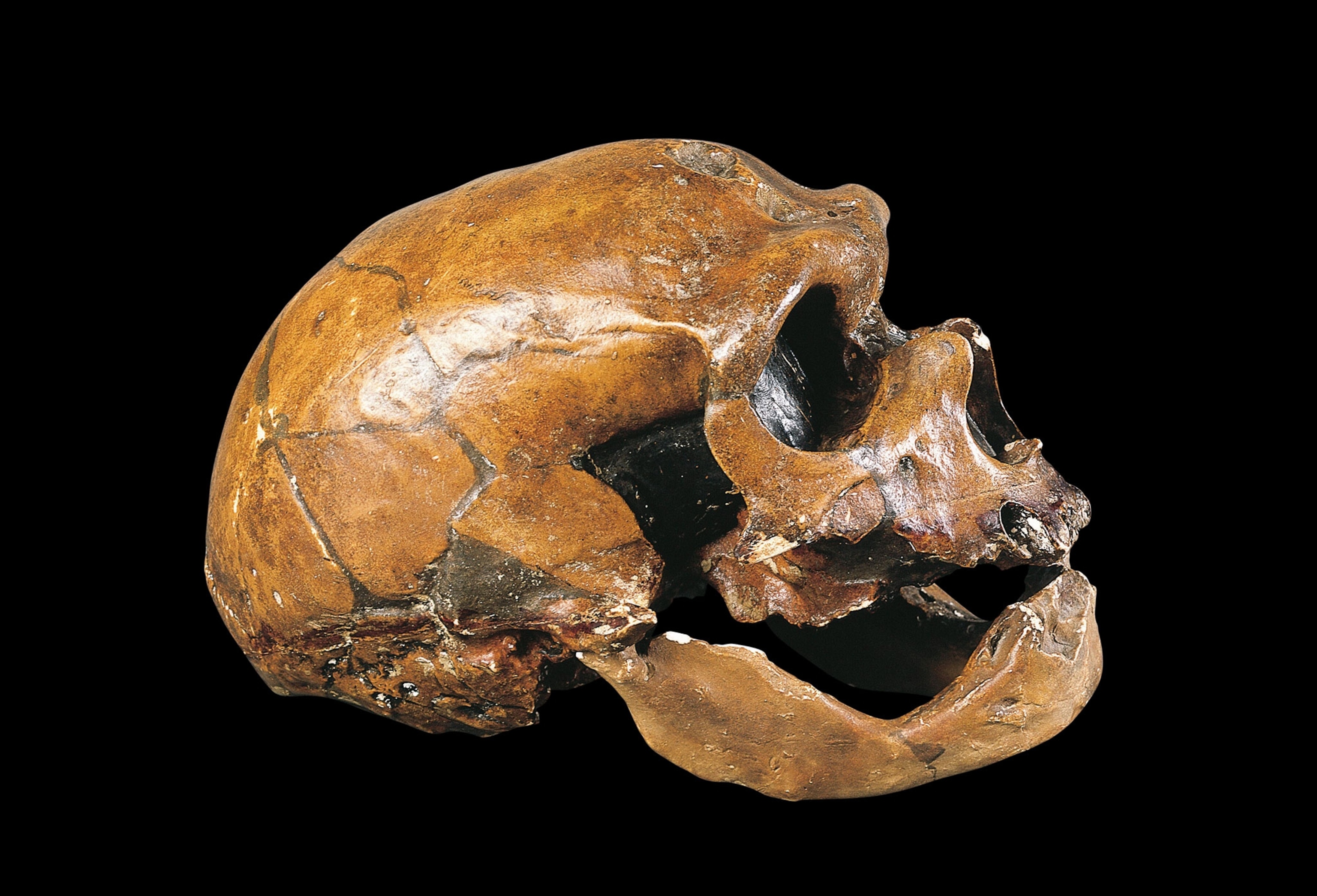 A skull of a Neanderthal