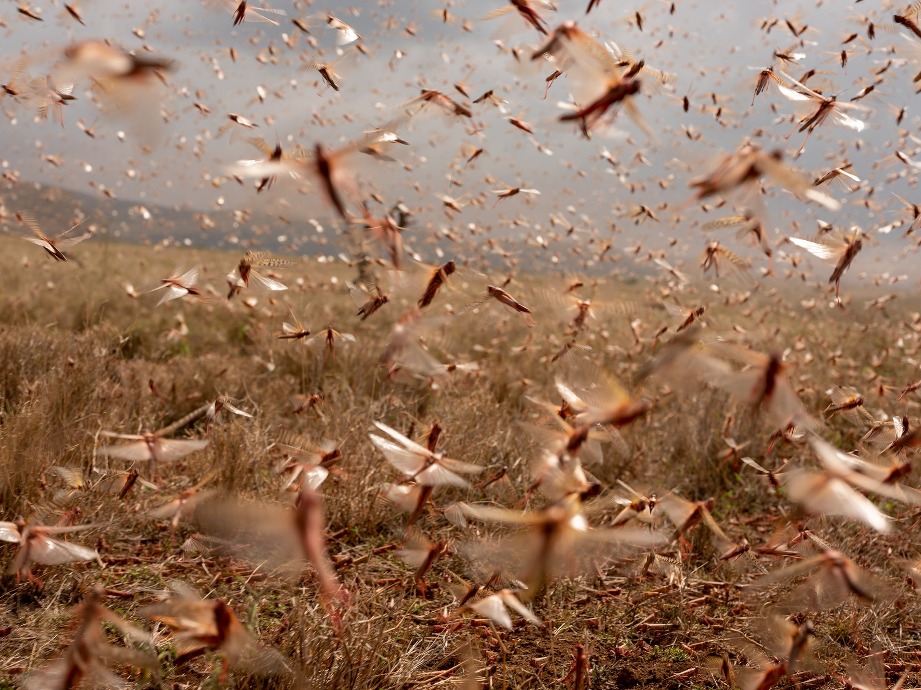 Picture of locusts in flight