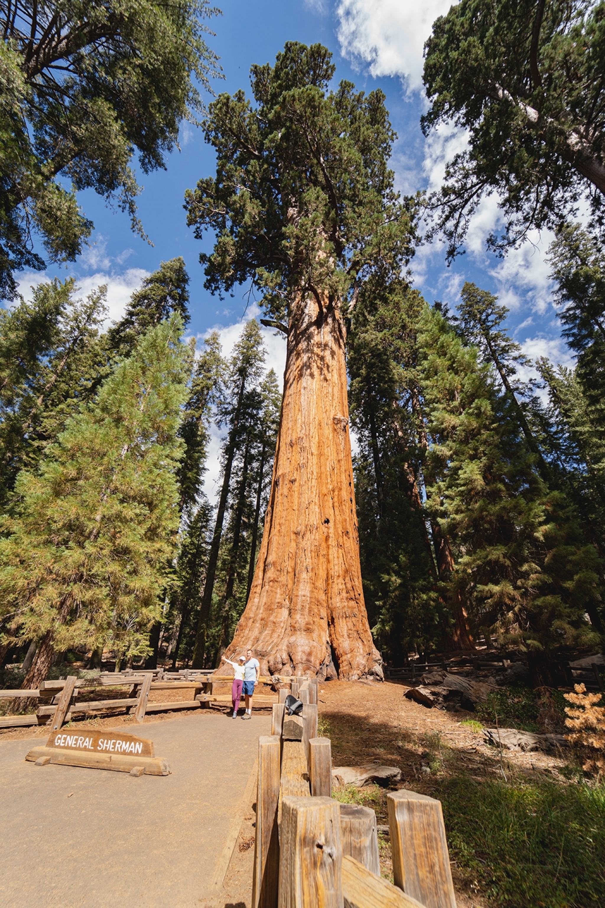 Large tree with wooden signpost in front of it reading General Sherman