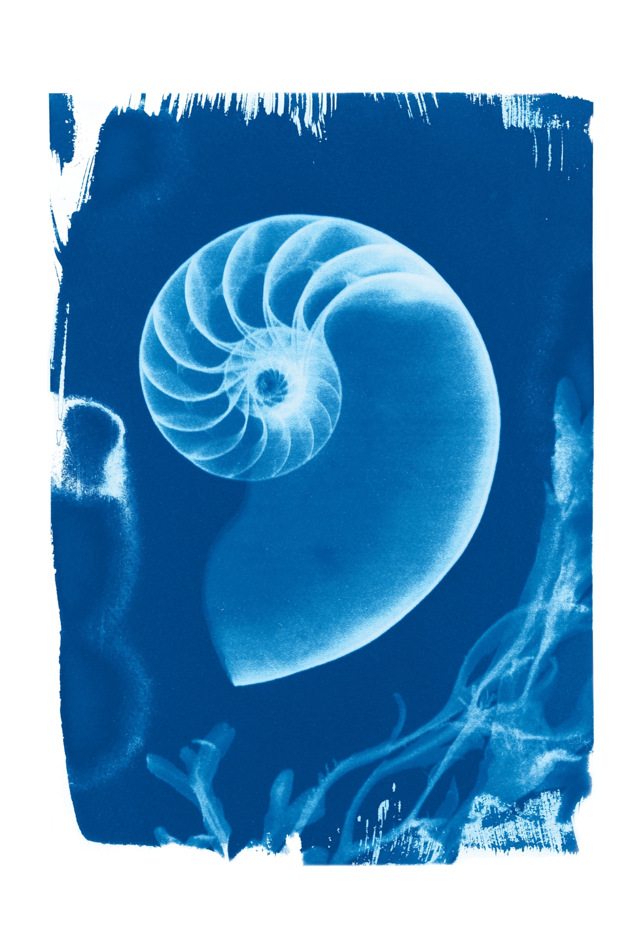 A bright blue cyanotype created from a seashell x-ray shows the inner and outer shape and curvatures of a seashell upon a roughly painted blue canvas.