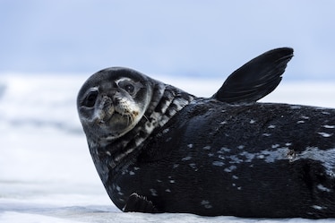 a Weddell seal