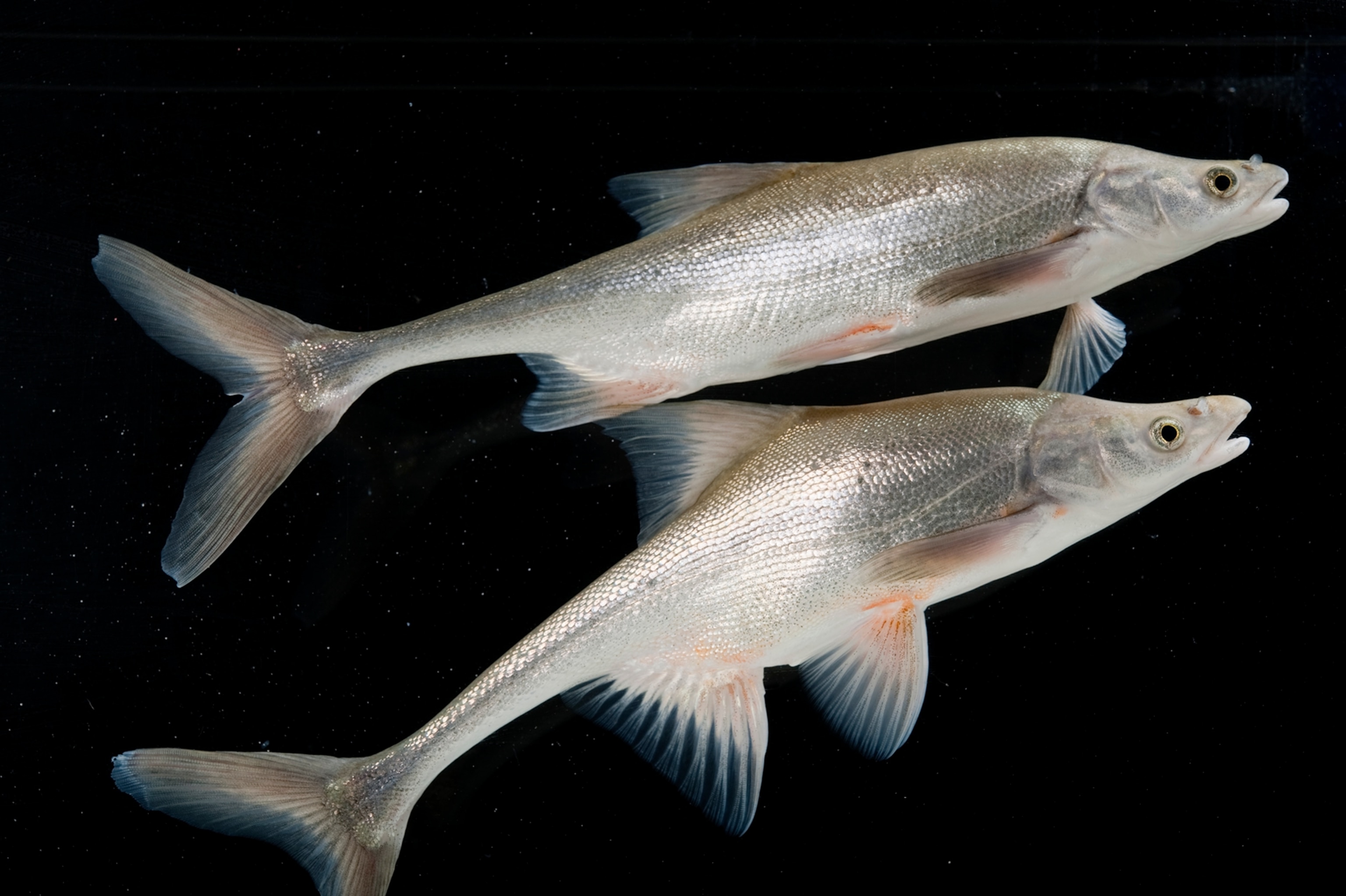 Bonytail