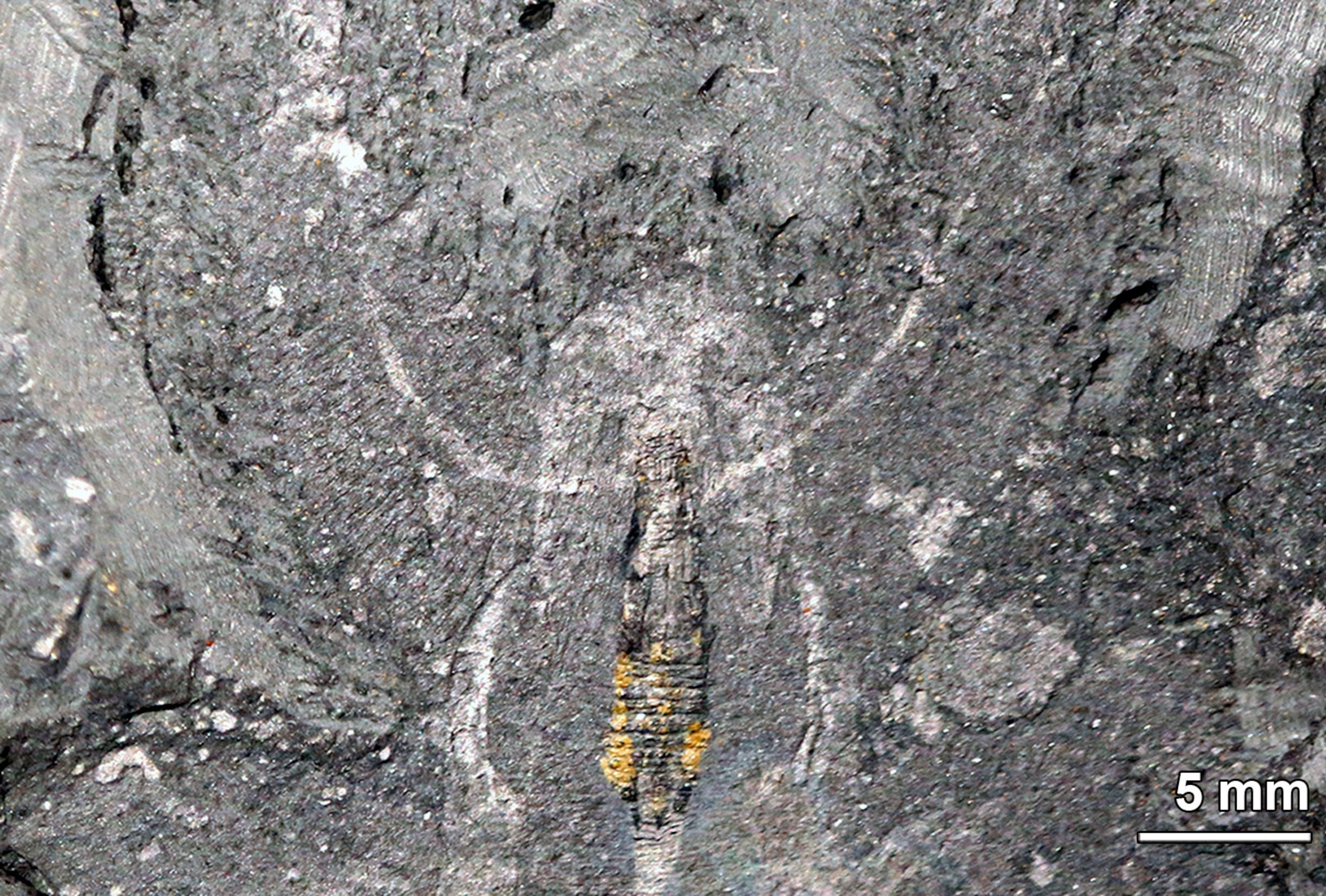 a fossil