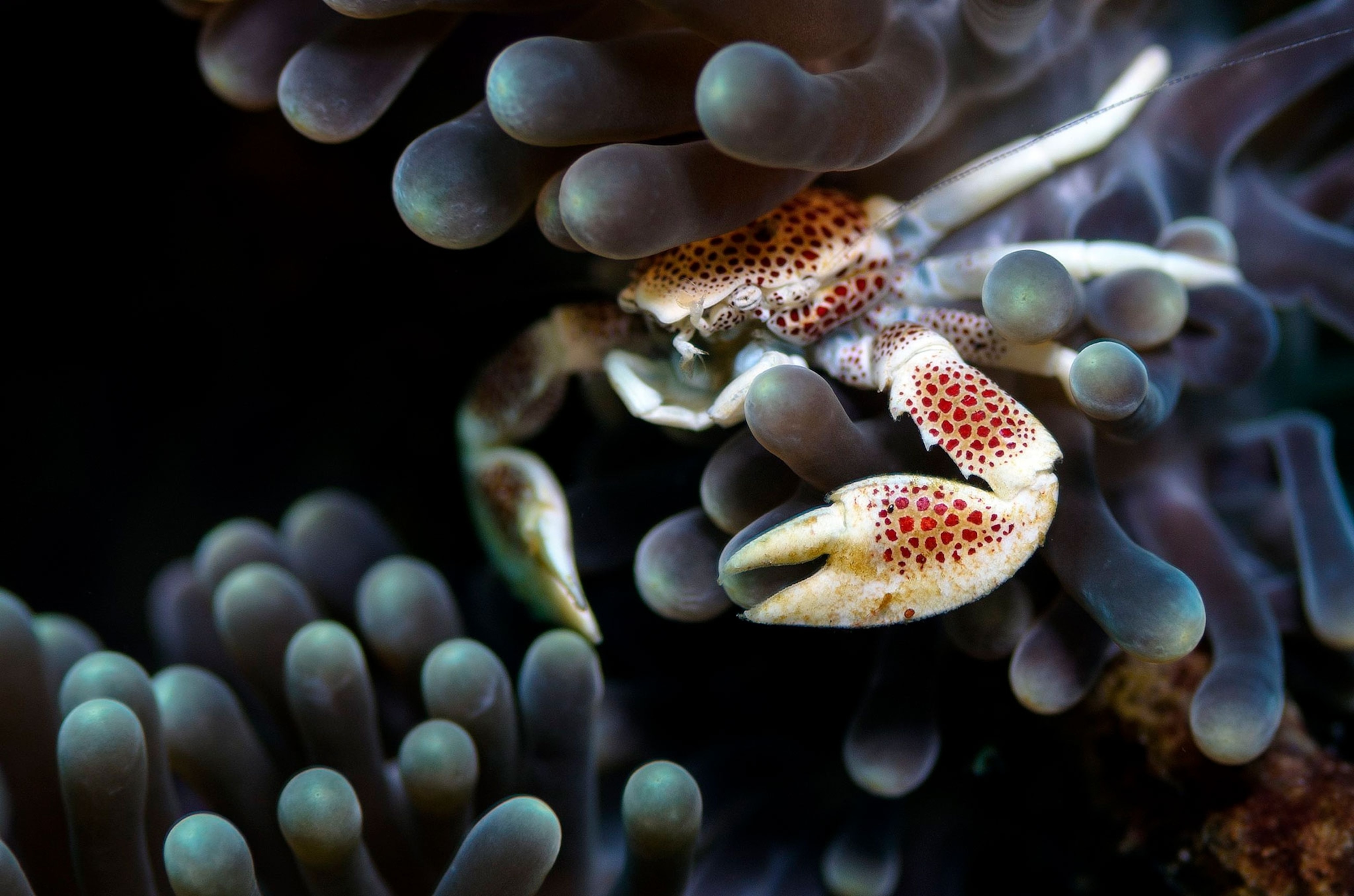a porcelain crab