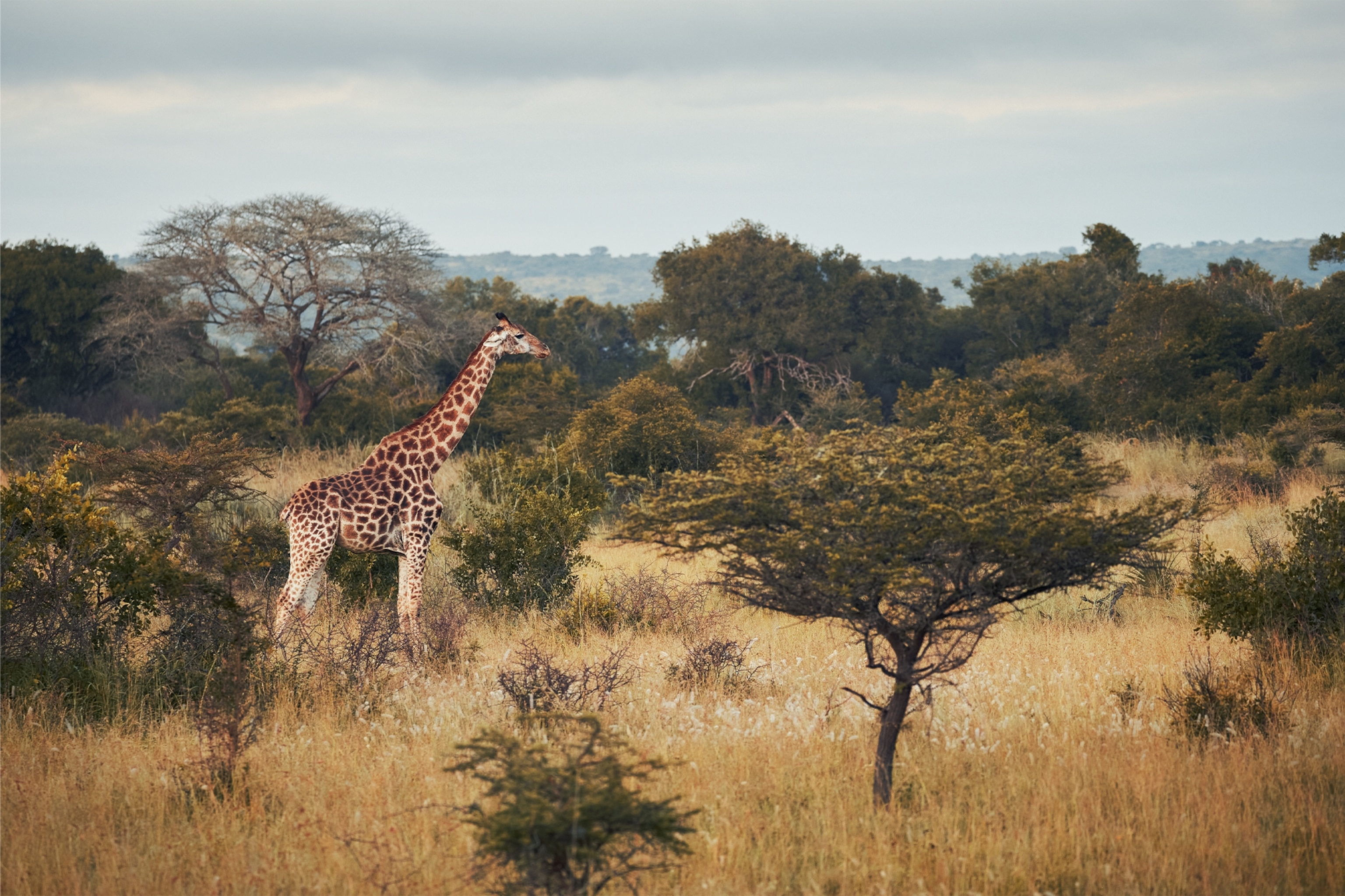 Giraffe