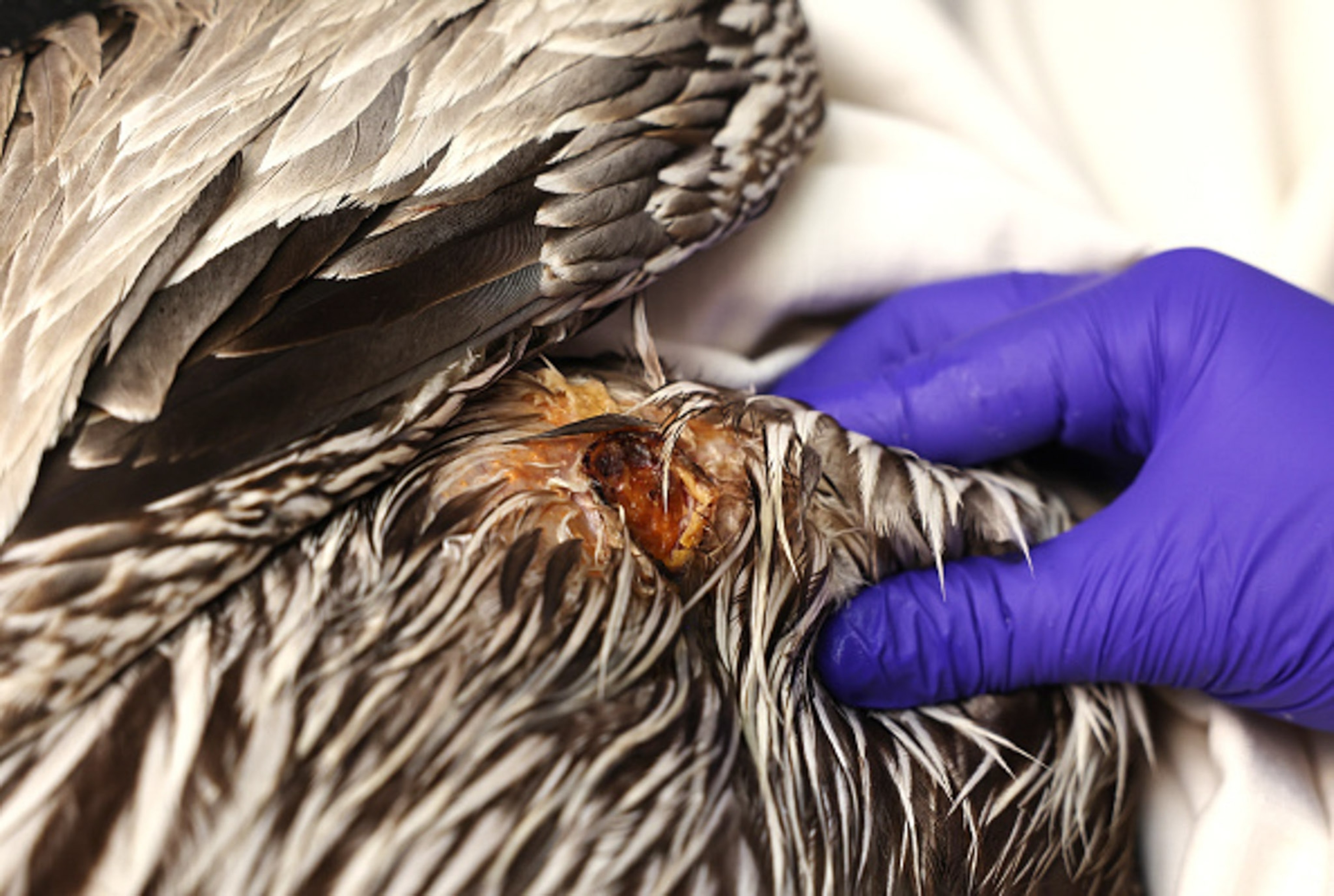 A close view of a pelican with an injury between its brown feathers.