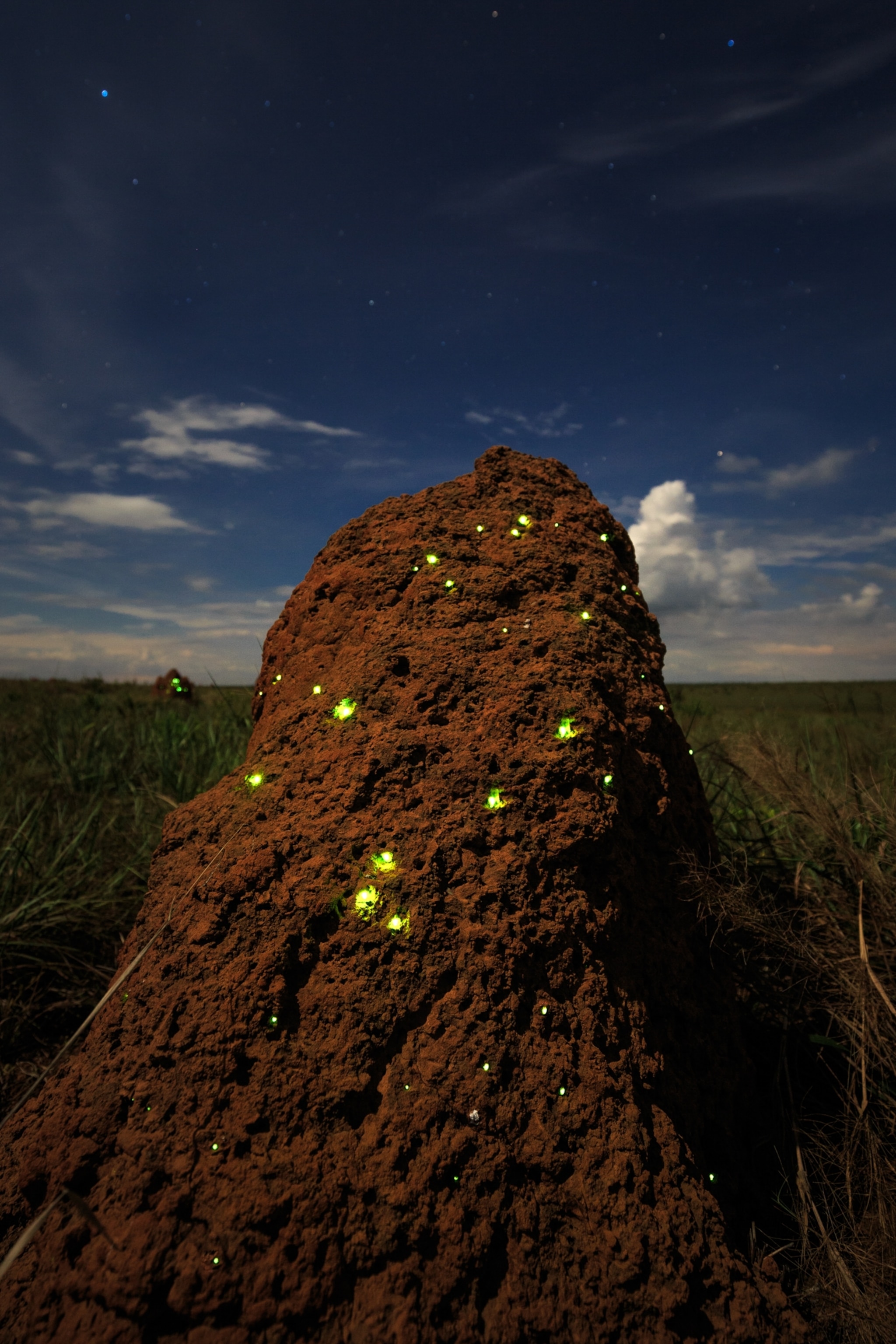 A brown termite mound is seen dotted with dozens of green lights emitted by firefly larvae.