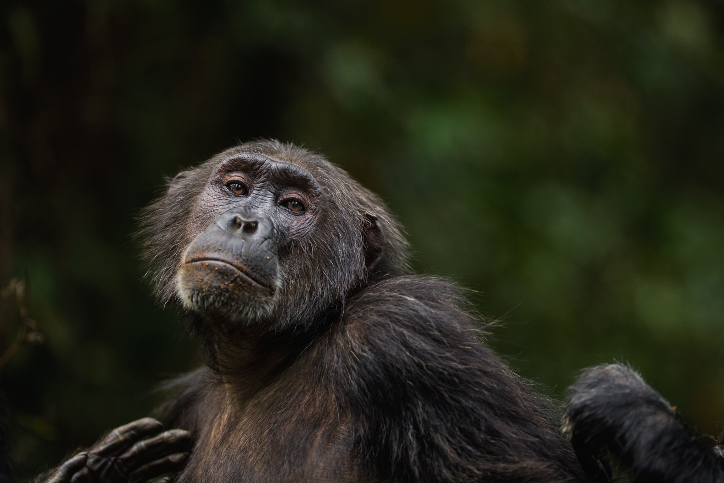 chimpanzee Nasa