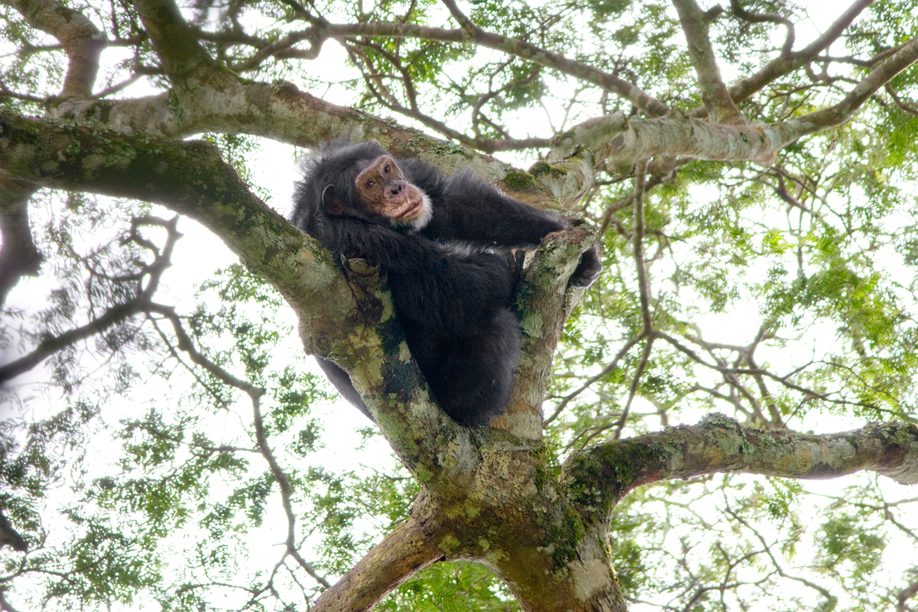 Resting Chimp
