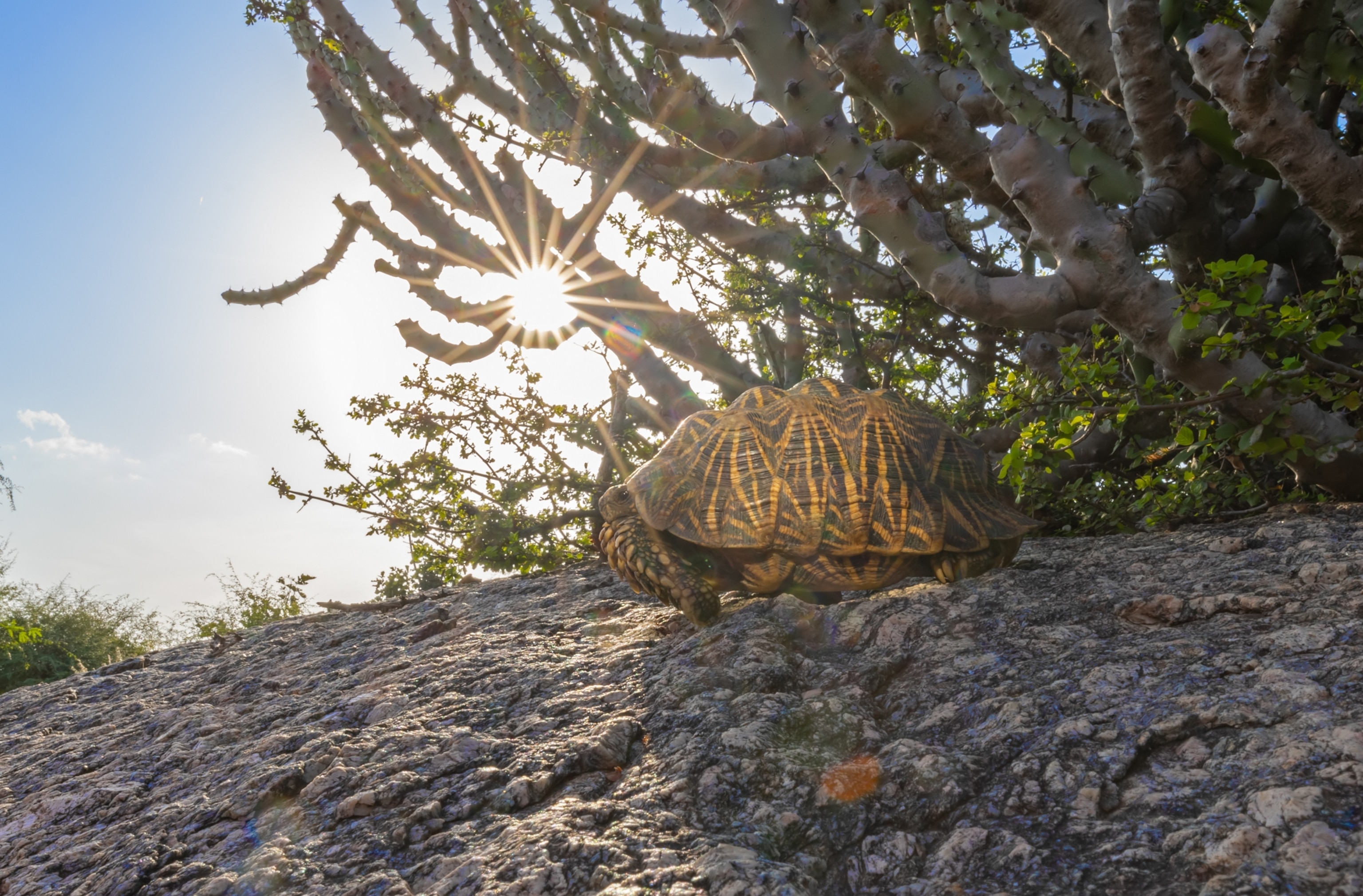 An Indian star tortoise atop a rock, its head just poking out from its shell; behind, the sun shines through branches.
