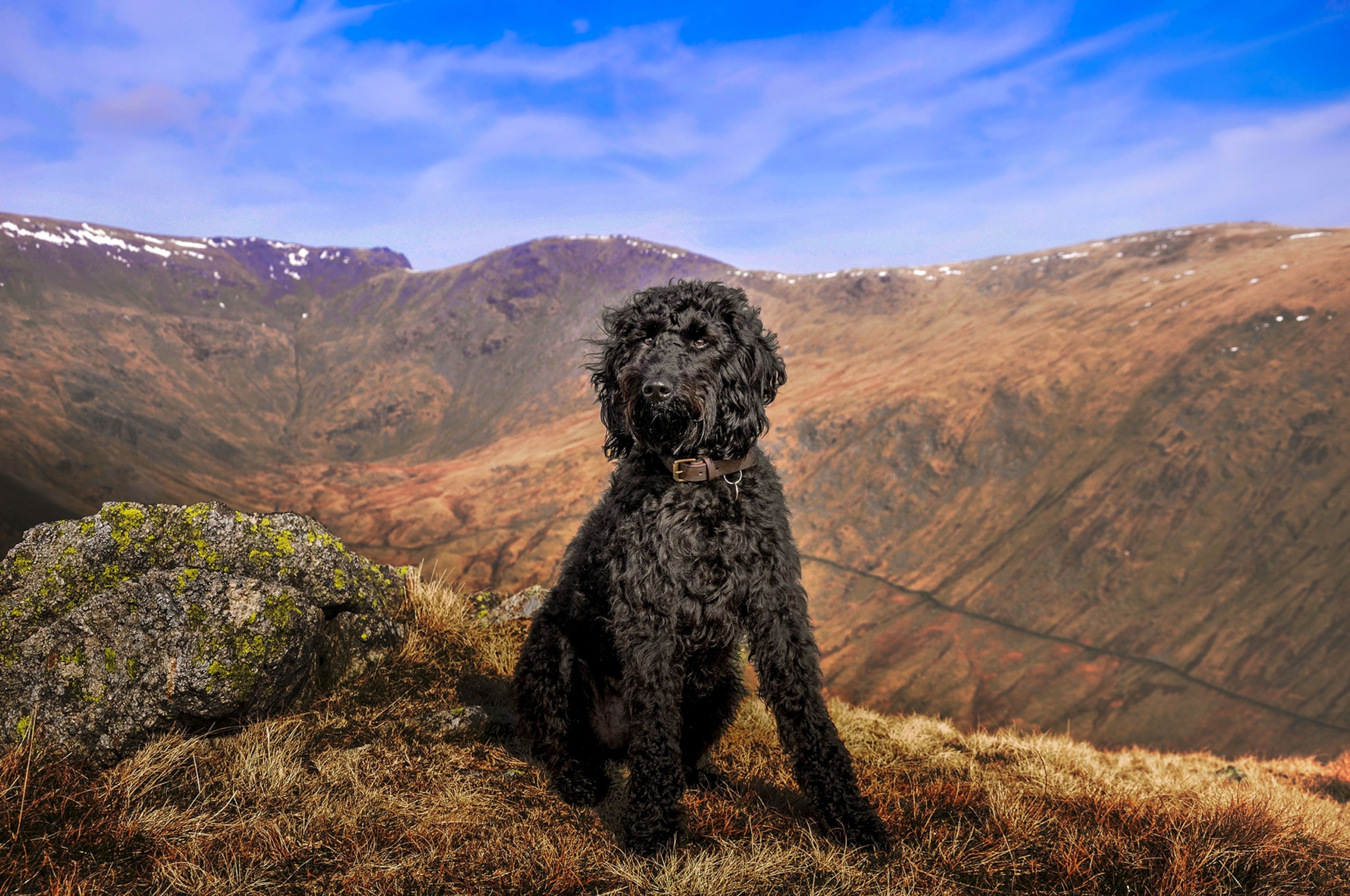 A black lab Labradoodle sitting with a background of the mountains during the daytime