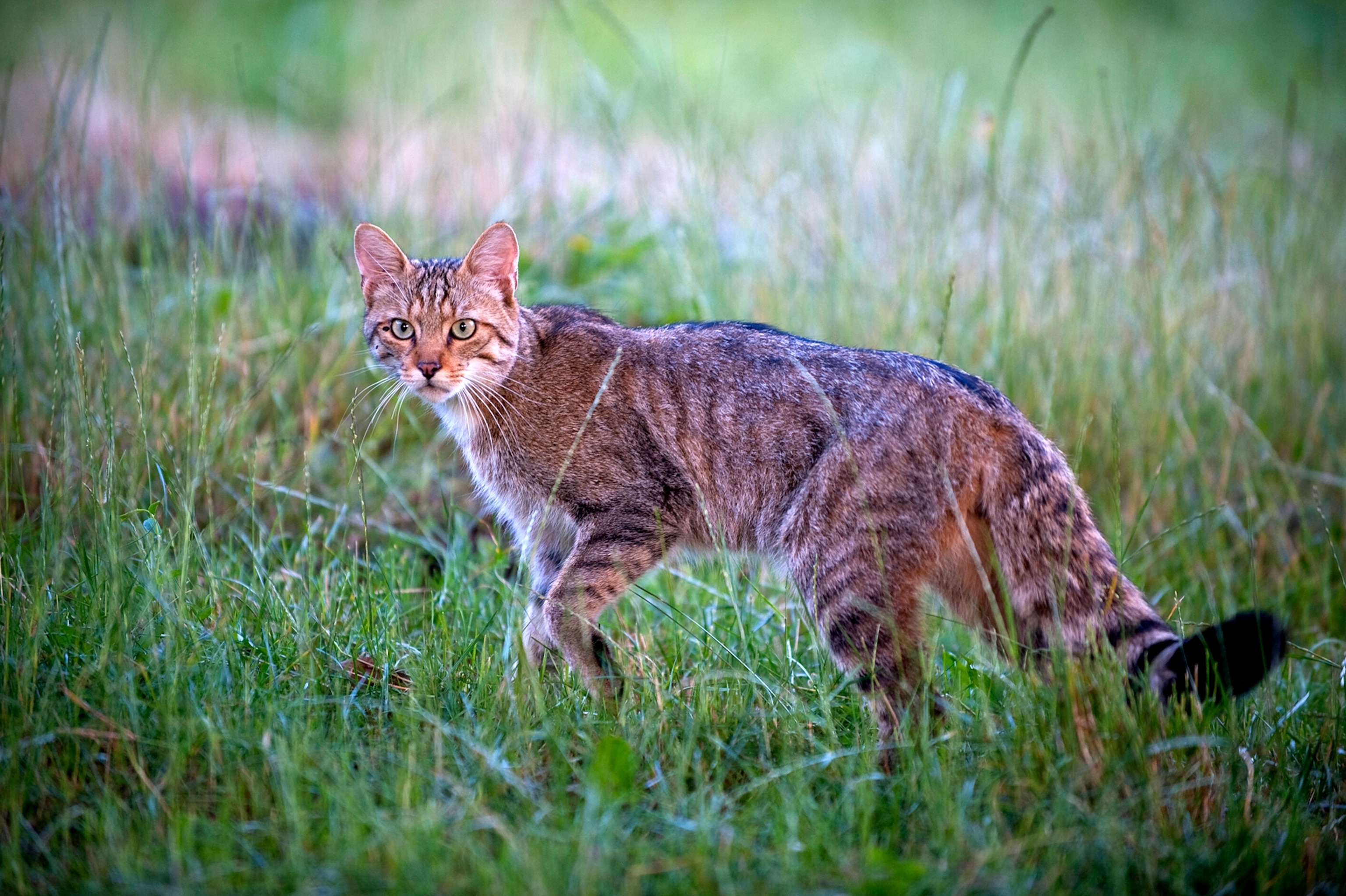 A European wildcat pauses during a daylight hunt in Moldova.