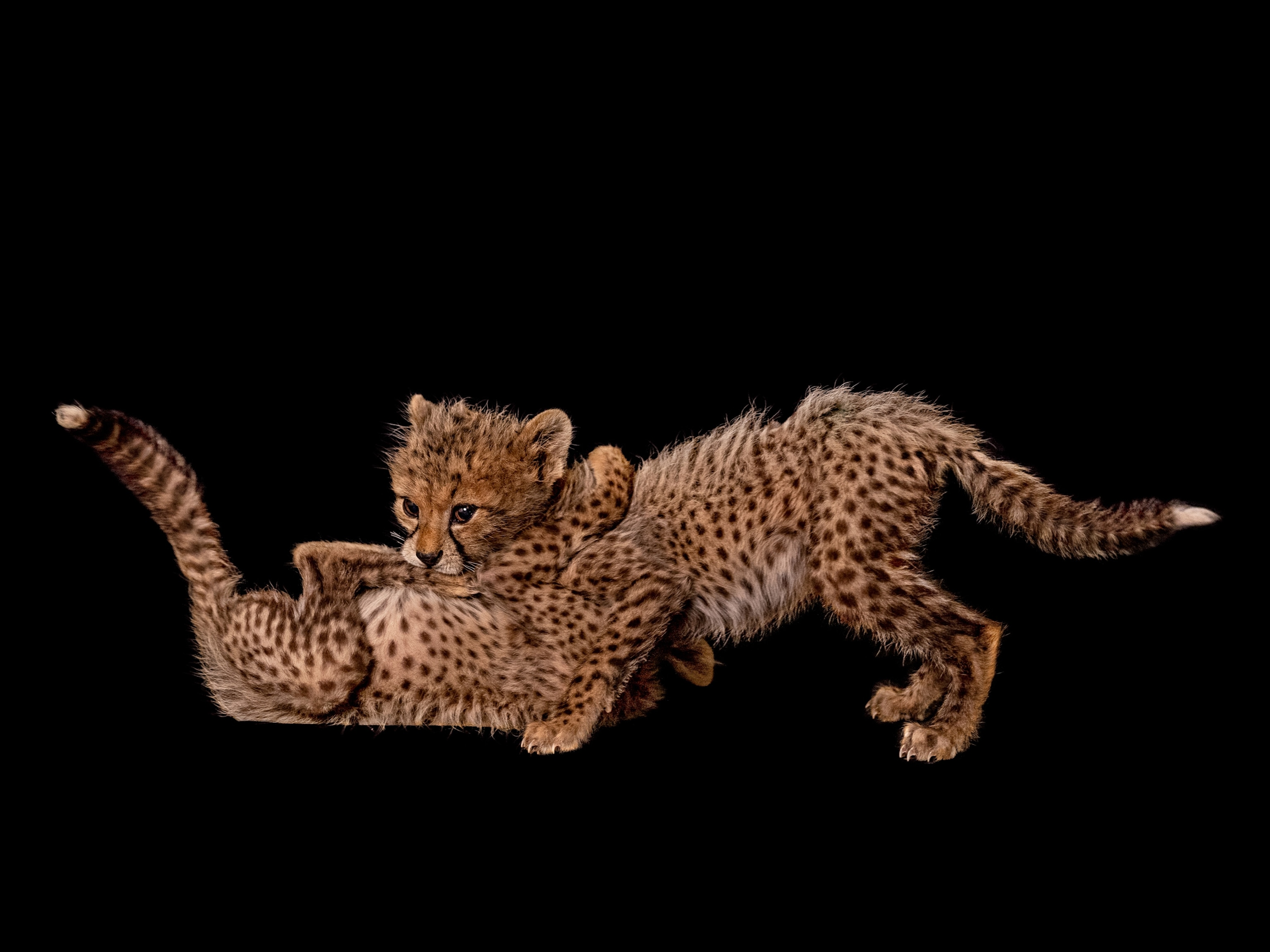 Picture of two cheetah cubs playing, one on top of the other.
