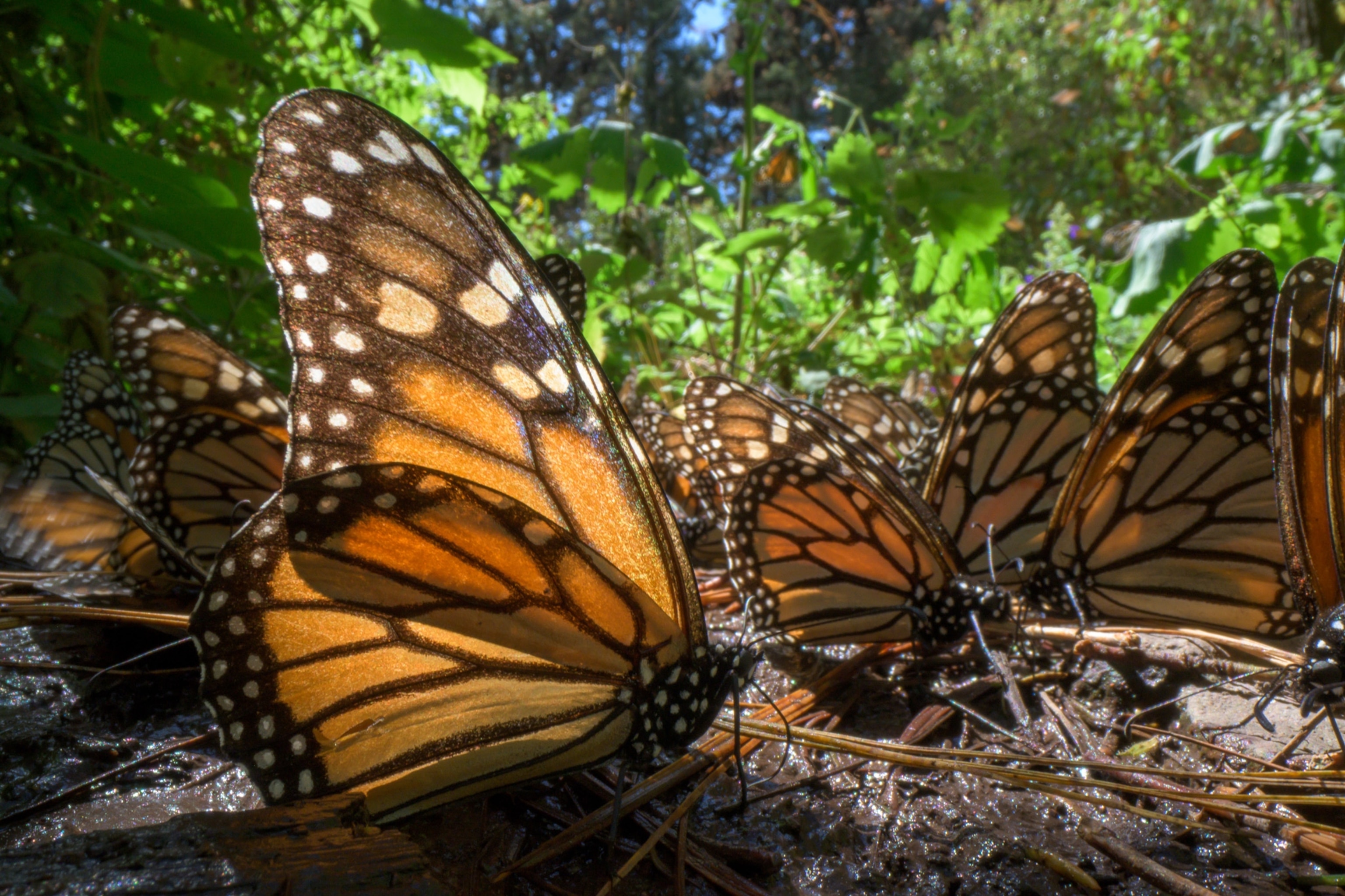 Monarch butterflies drink water in their wintering grounds in Michoacan, Mexico.
