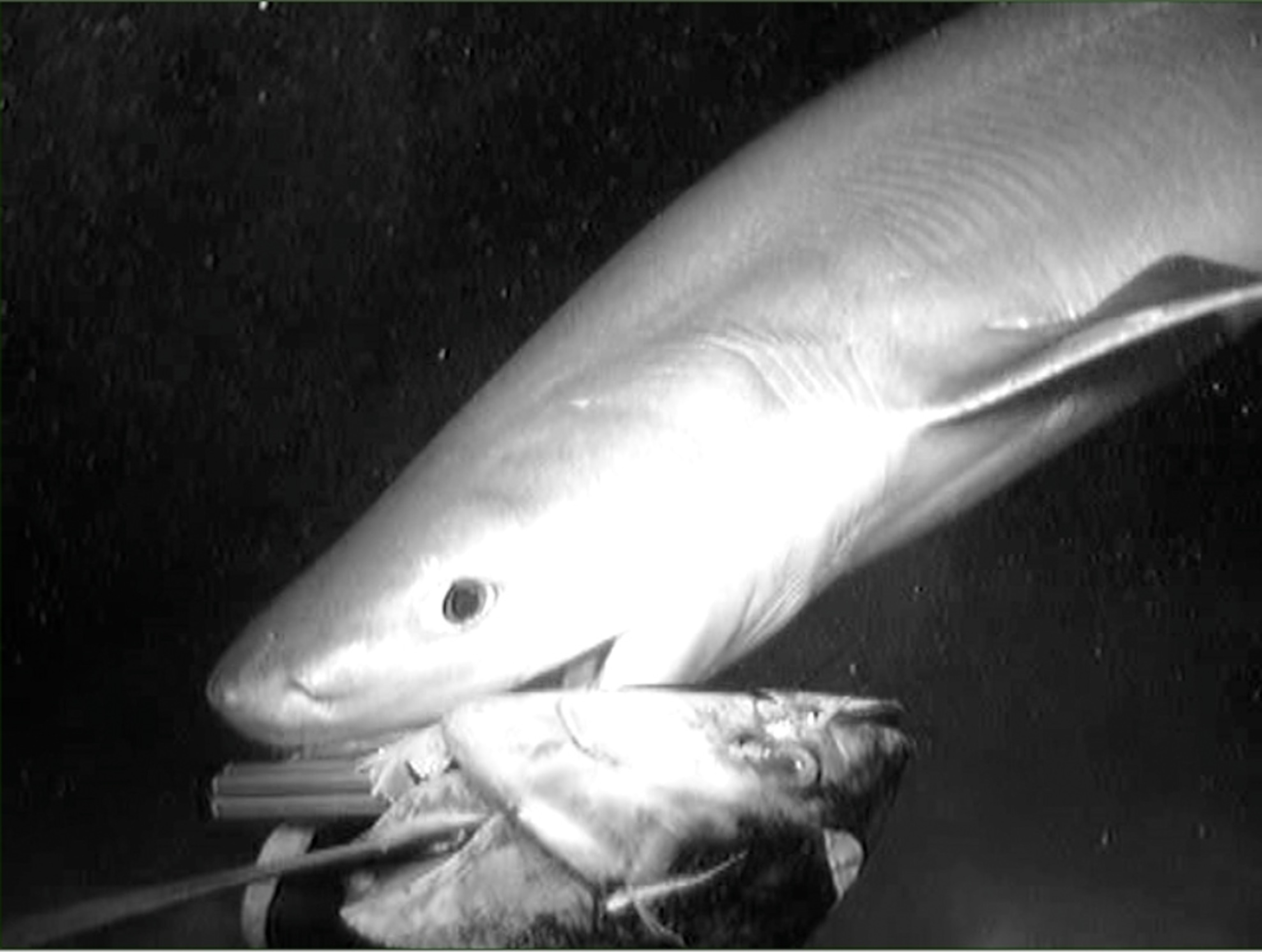 a six-gill shark attacking bait off Australia's Coral Sea, part of a series of new deep-sea species pictures captured by deep video cameras