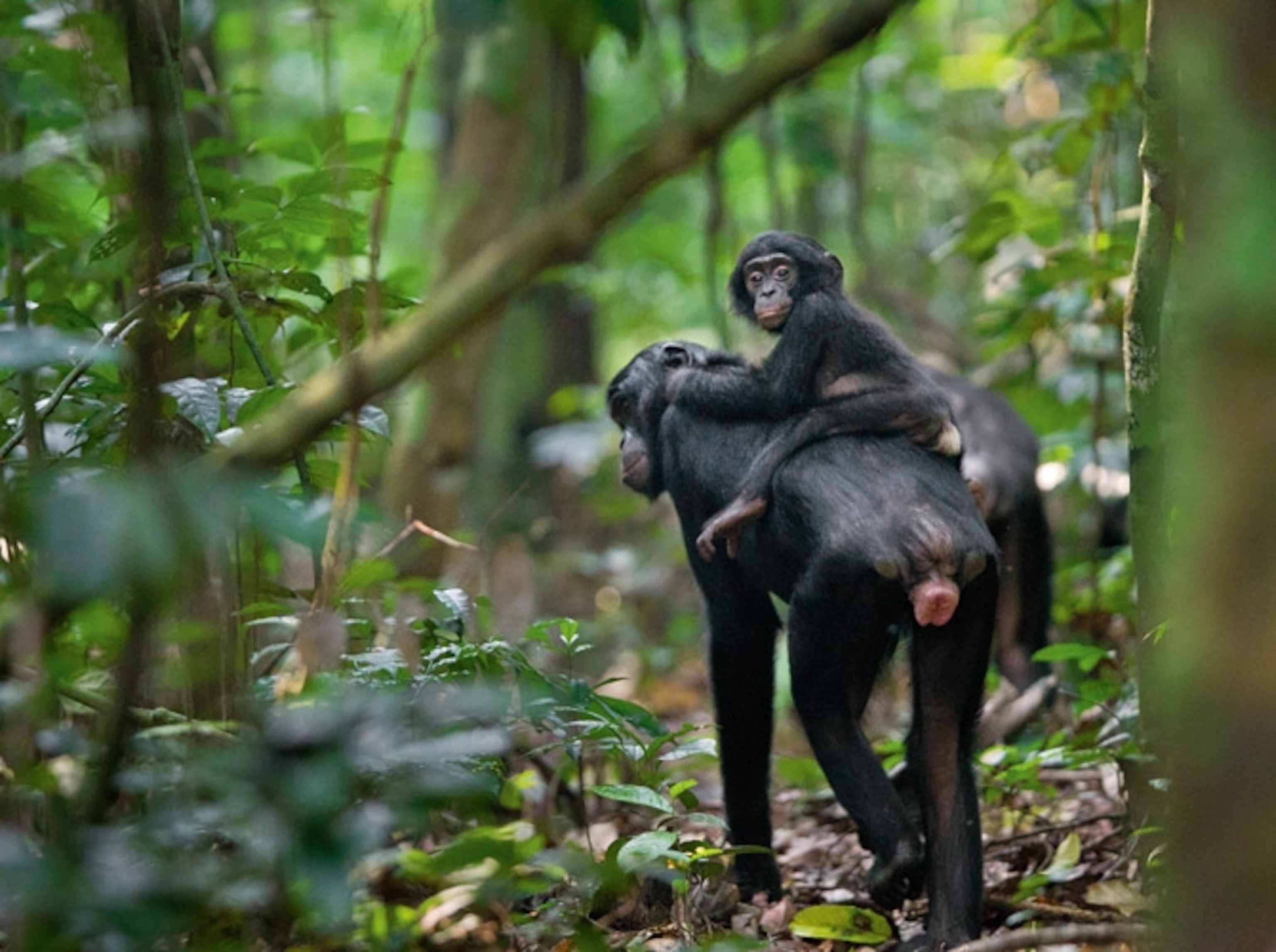 A bonobo mother and son