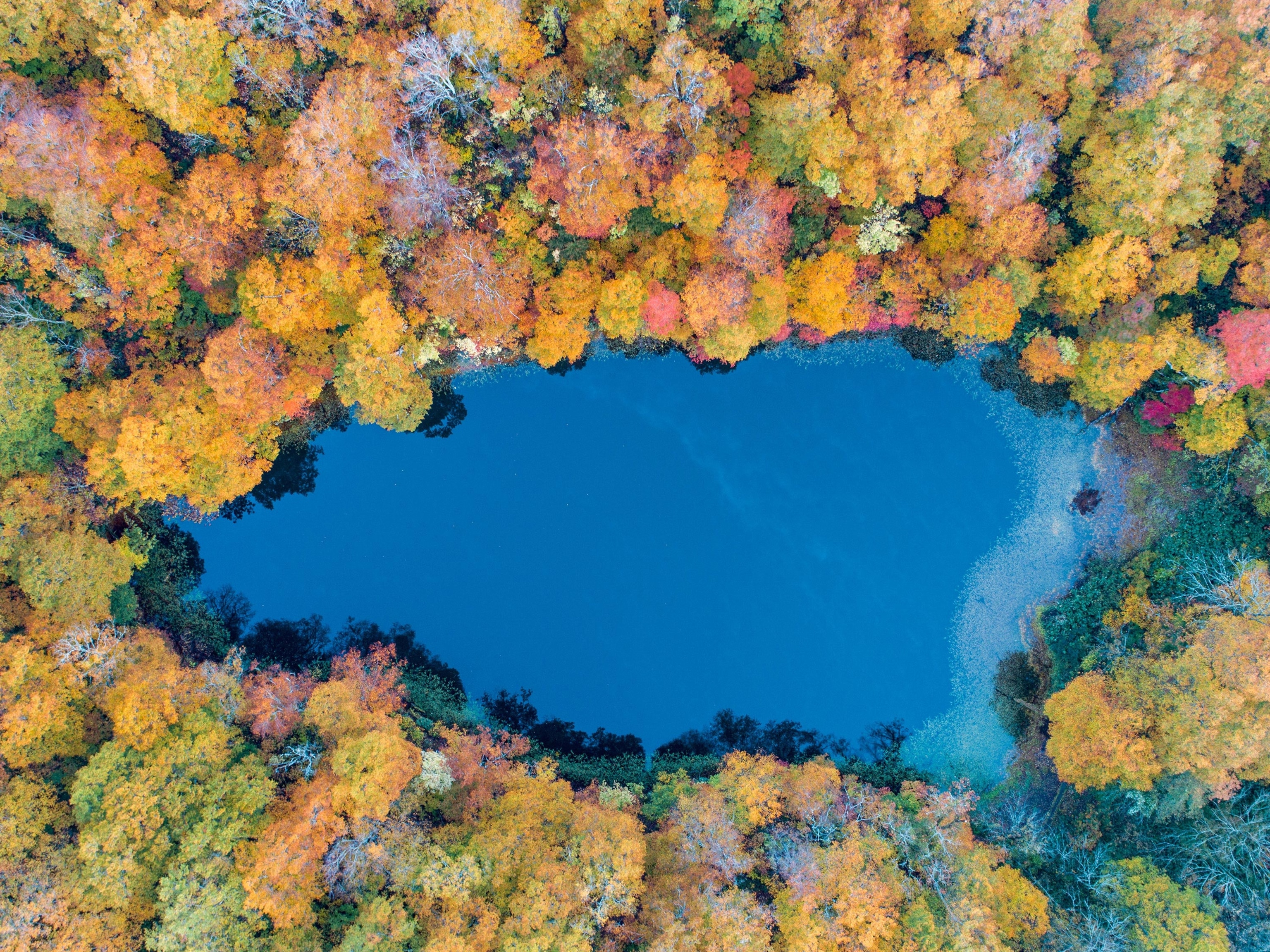 a pond surrounded by trees