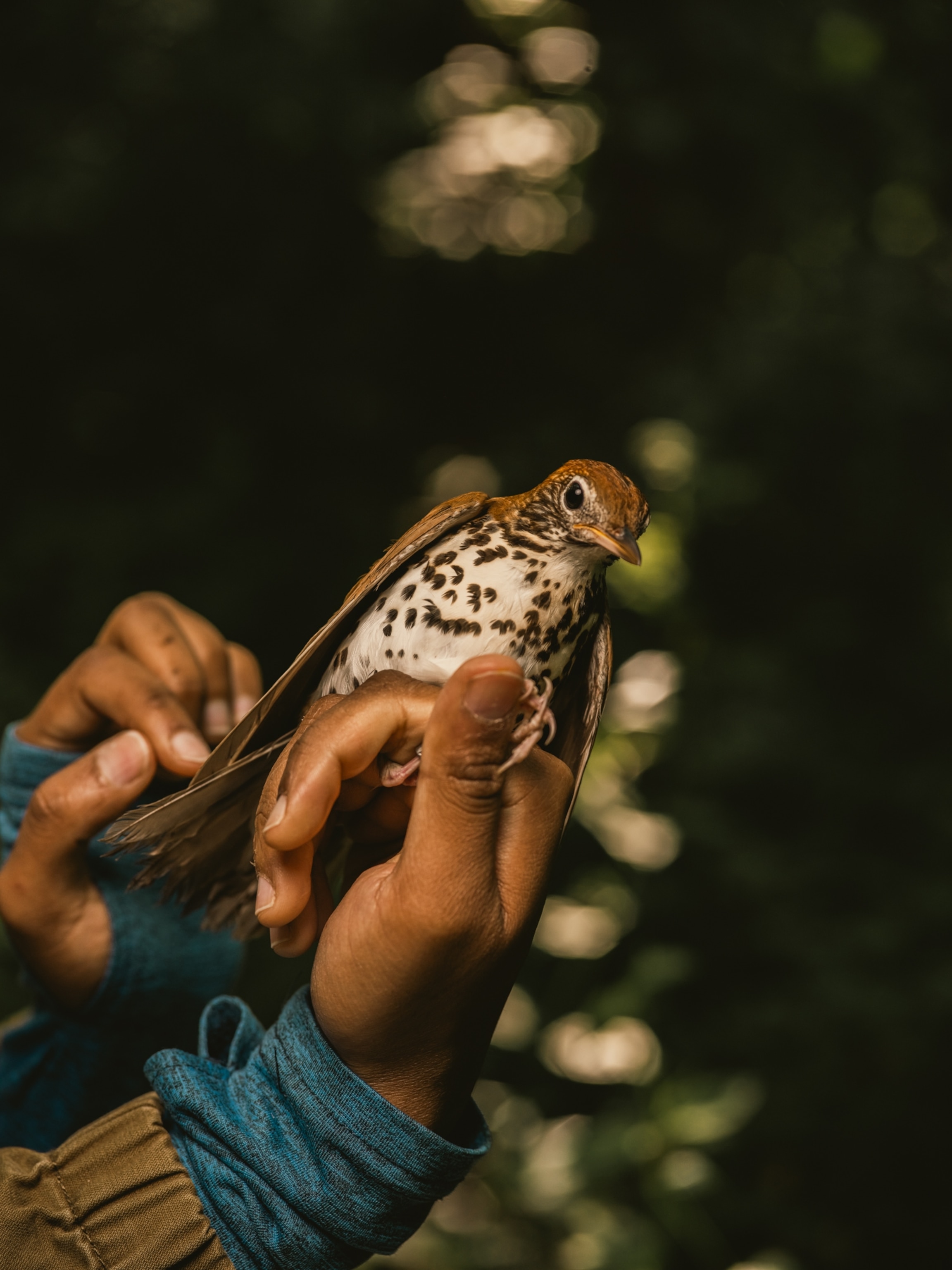 a small brown and white speckled bird in the hands of a researcher