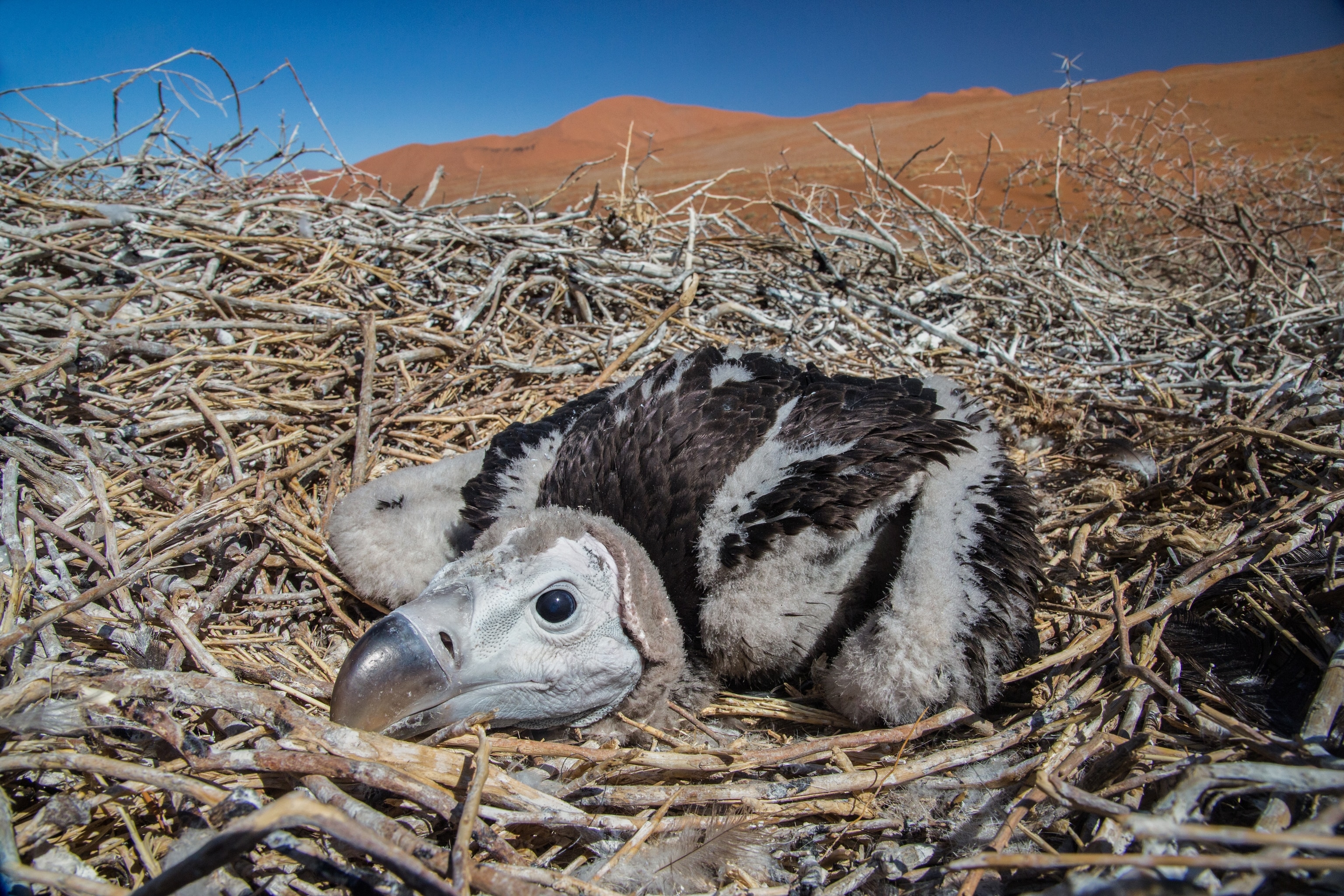 A baby vulture in its nest.