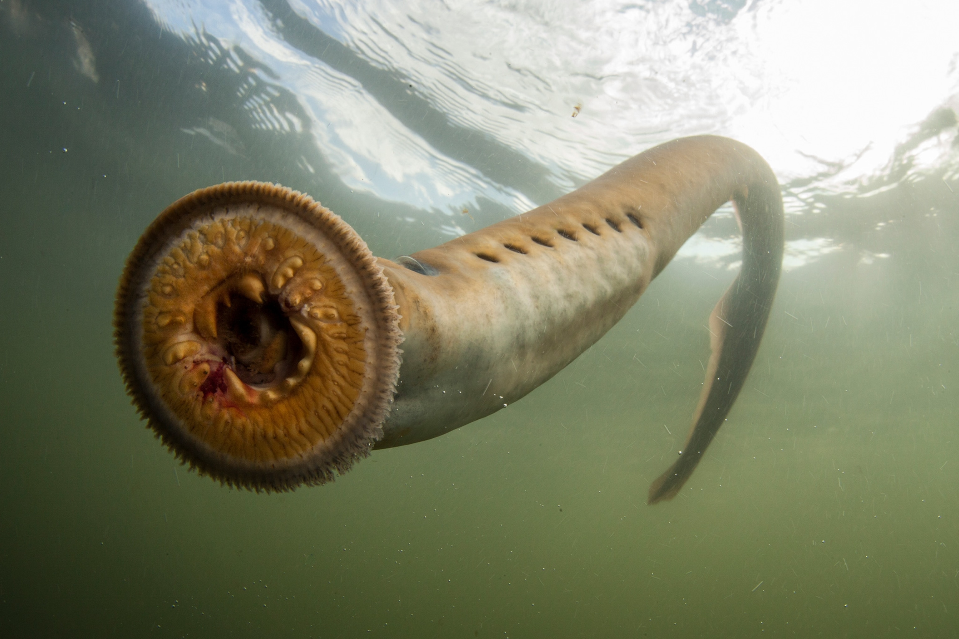 a Pacific lamprey
