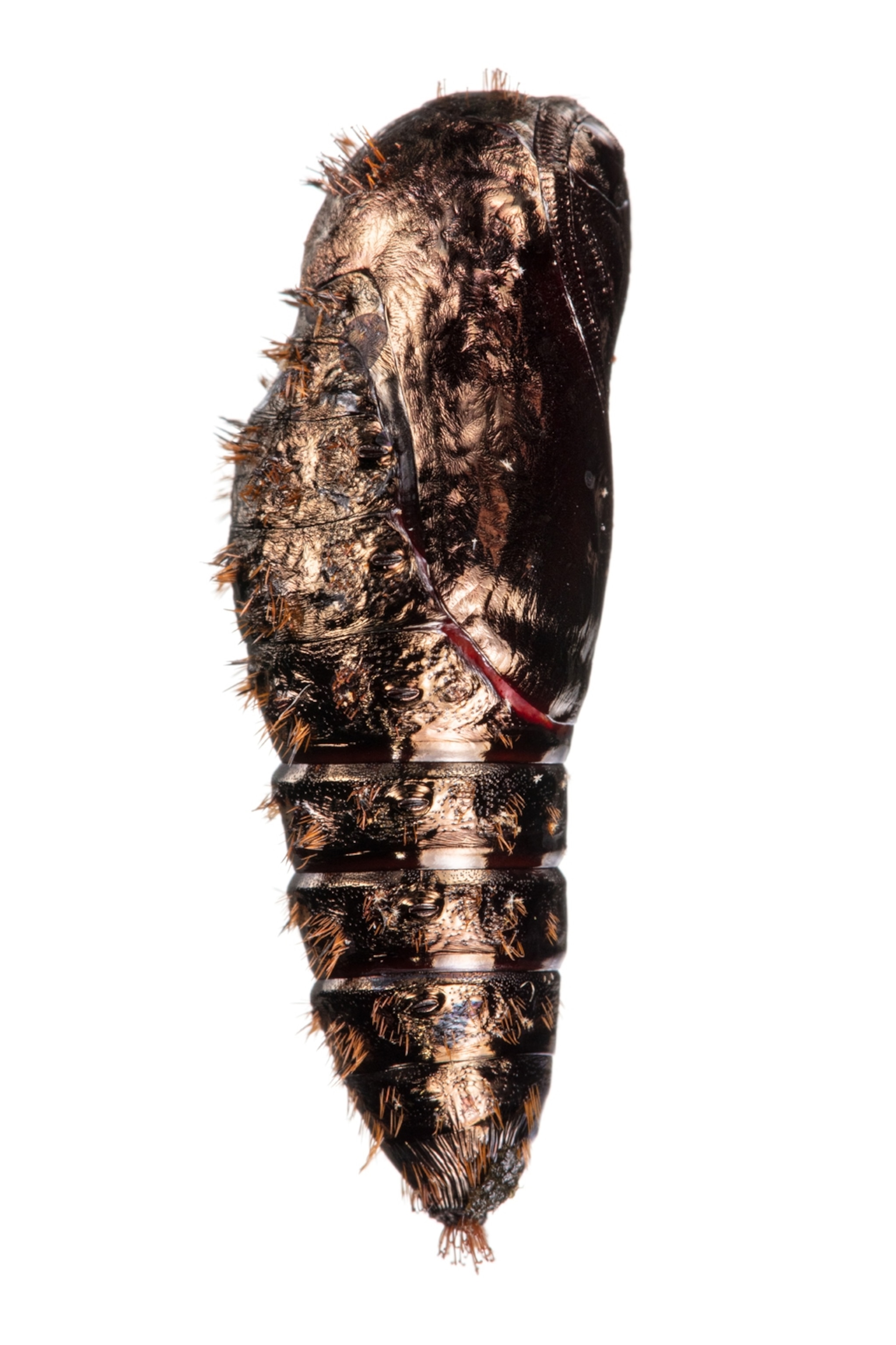 a "disco ball" caterpillars in pupa stage