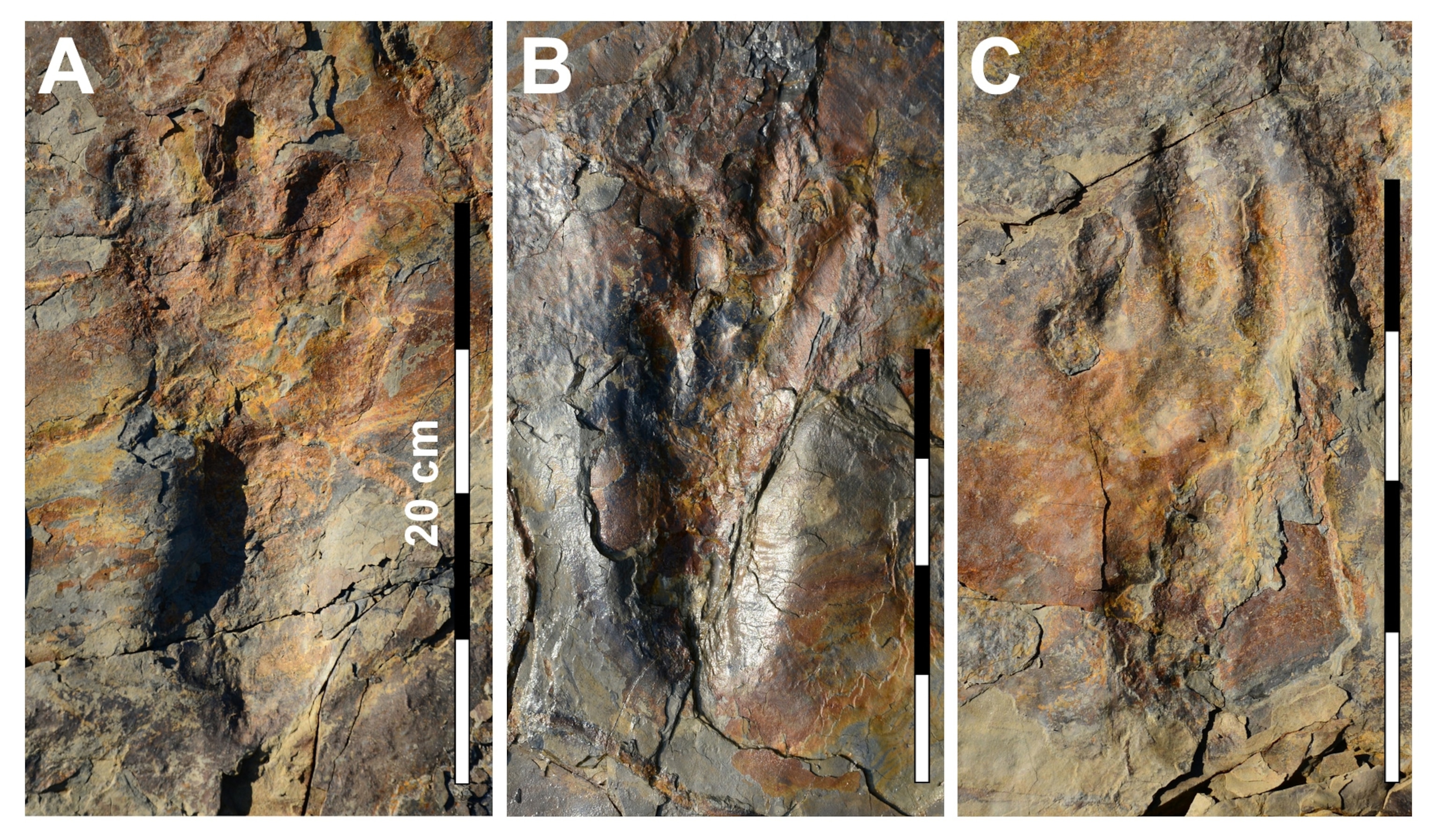 pterosaur footprints