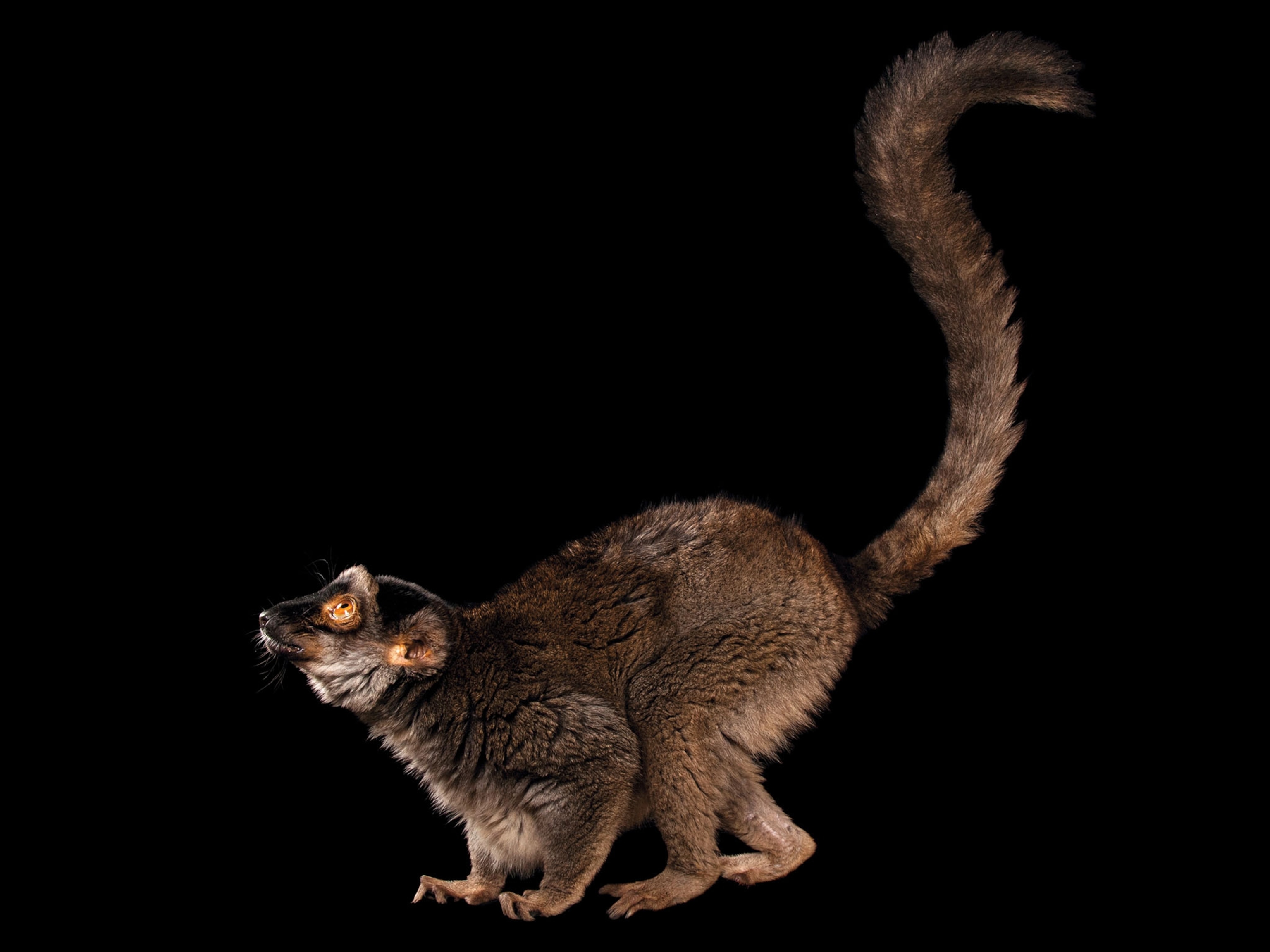 a brown lemur