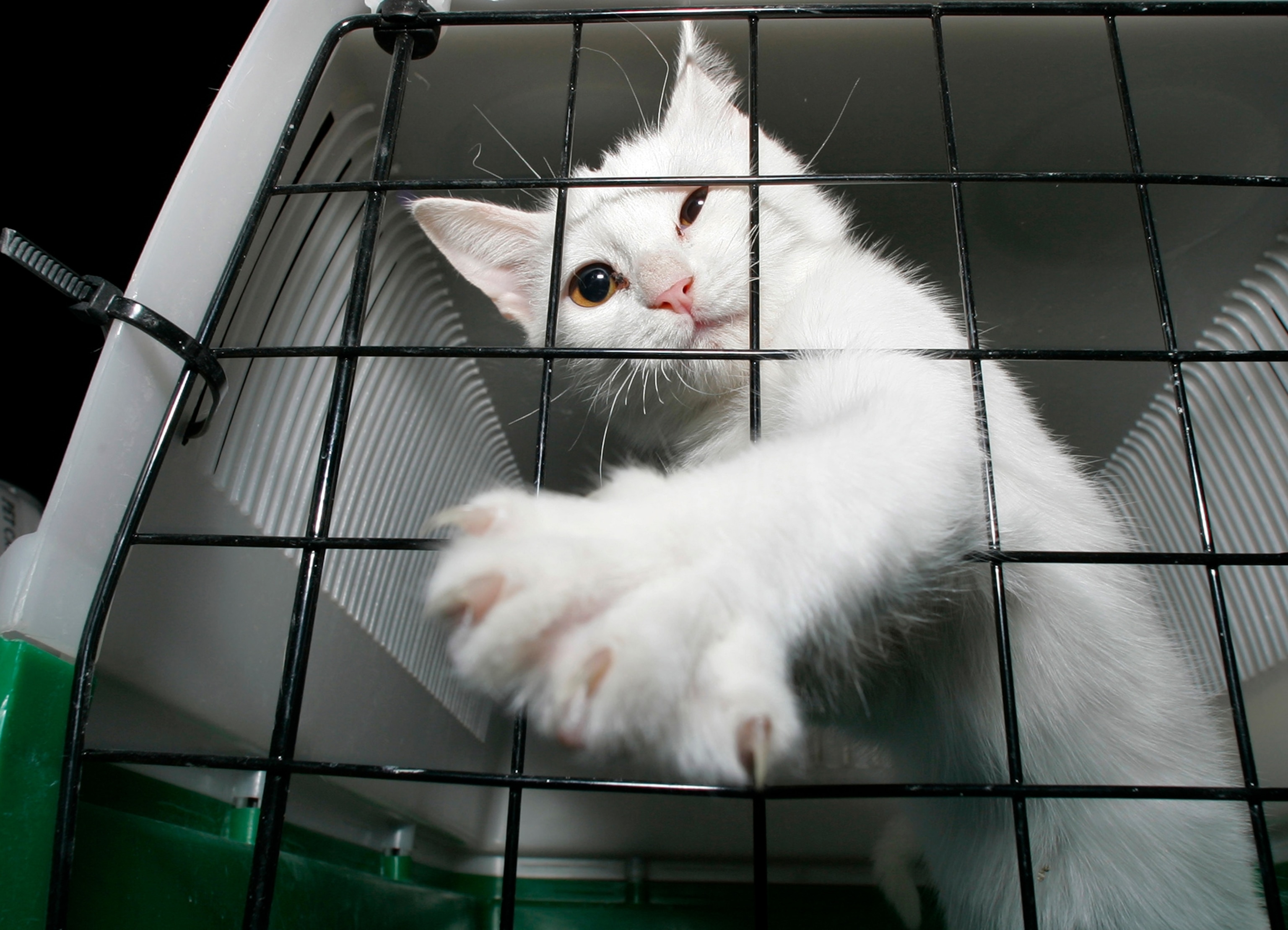 A white cat in a crate reaches through the gates of its carrier.