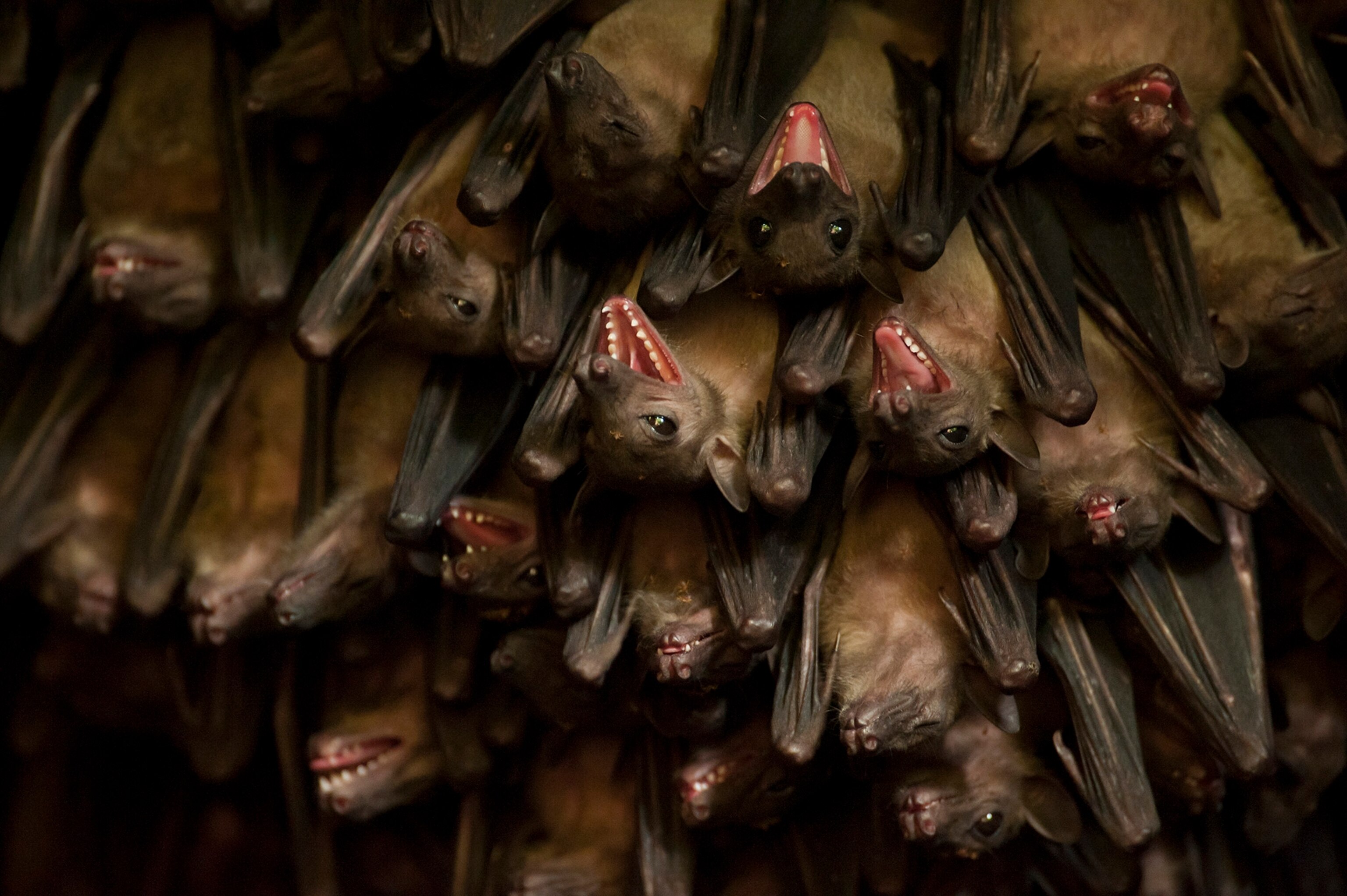Egyptian fruit bats at a huge bat cave near Jacana Lodge in the Maramagambo Forest. The bats here have tested to have the Marburg virus.