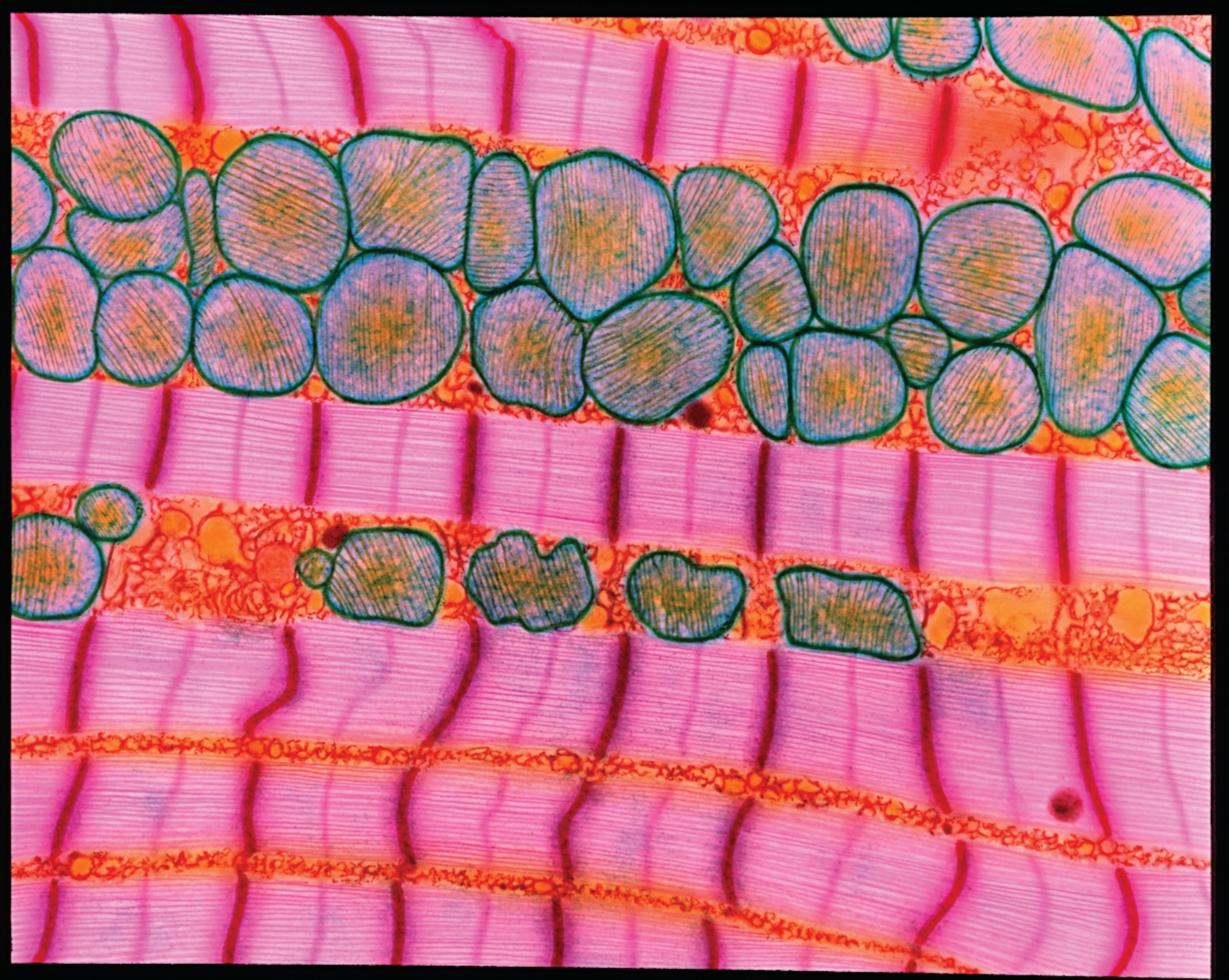 Photo of pink green and yellow square cells.