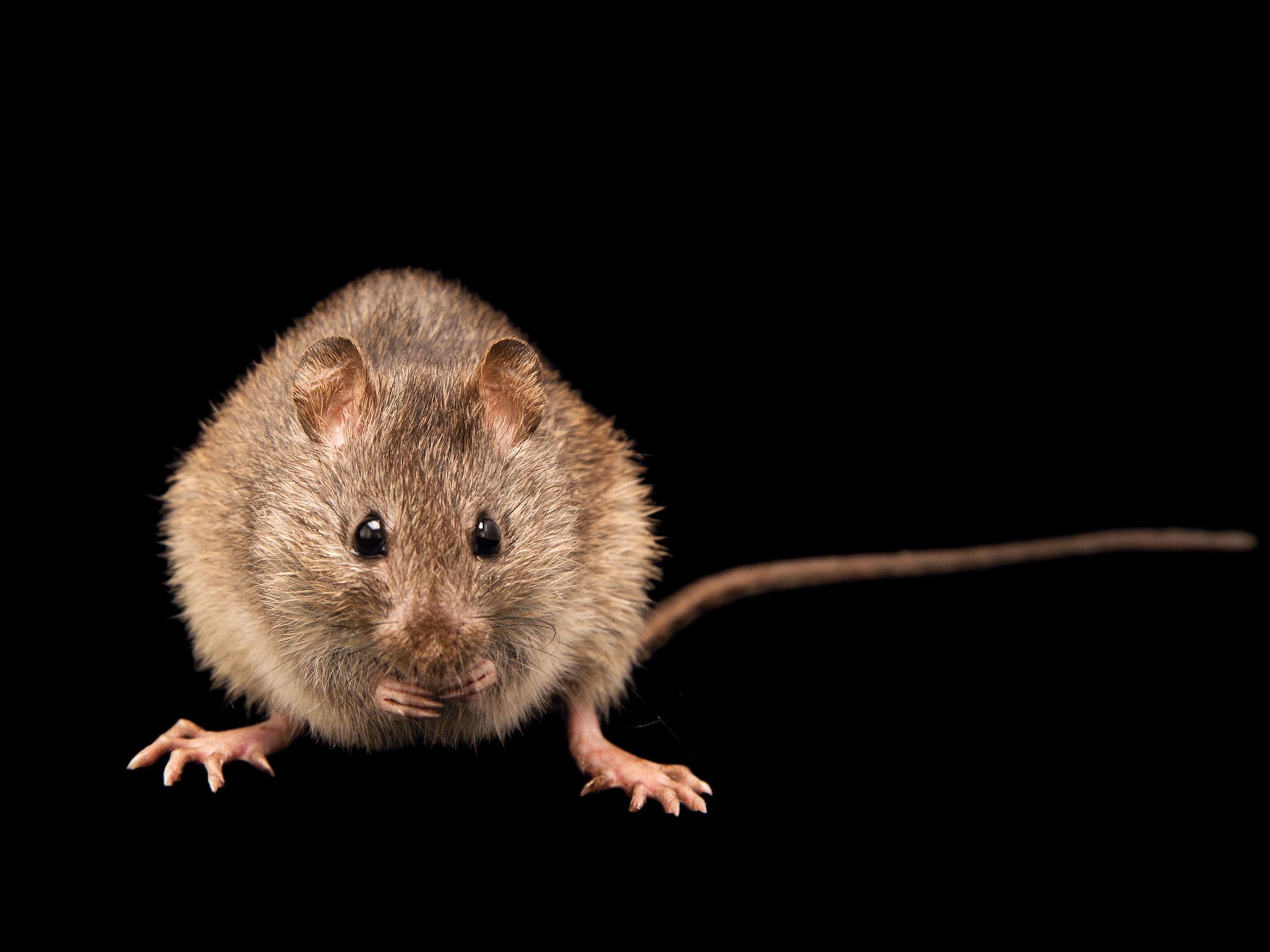 a silver rice rat