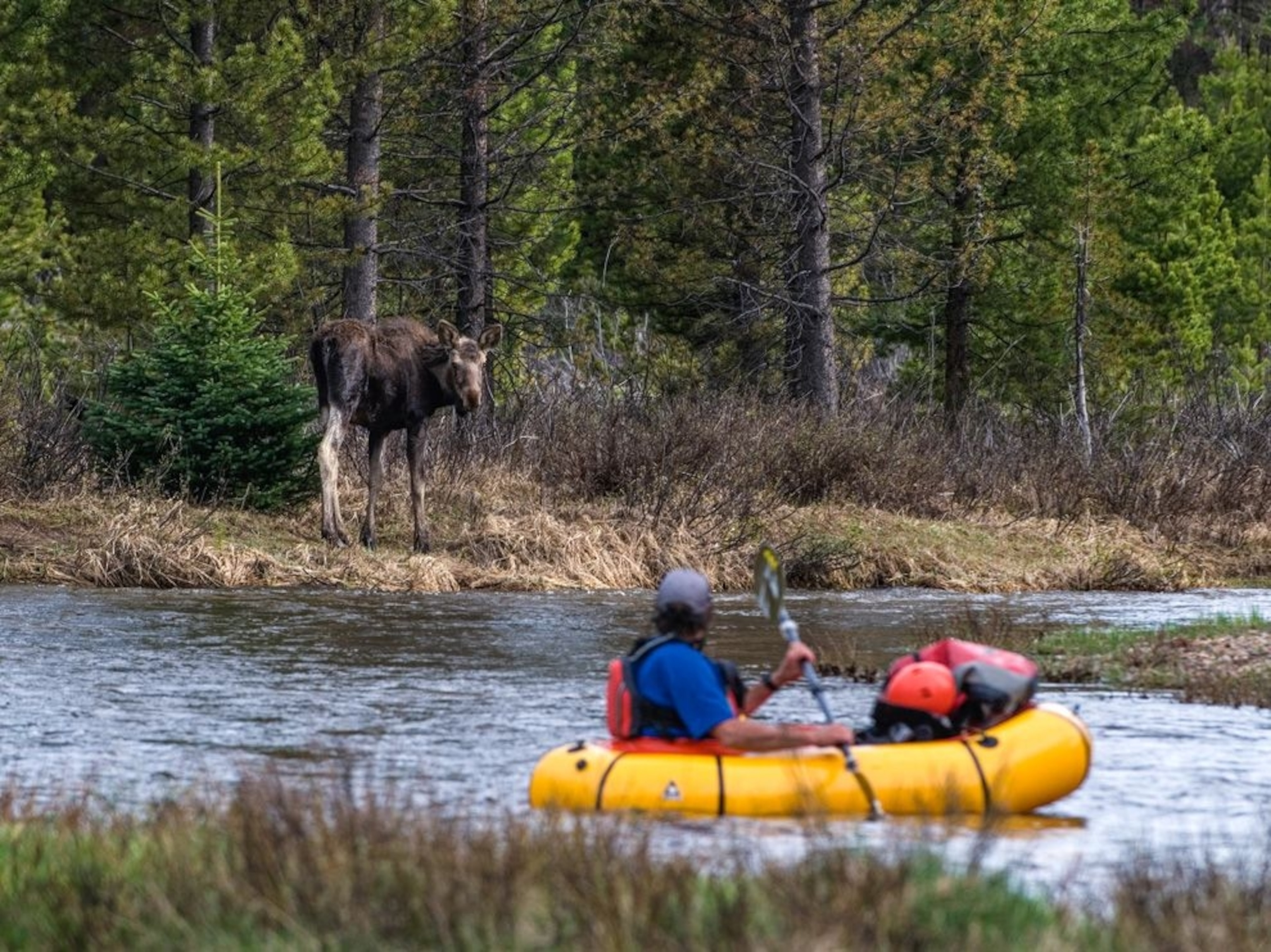 rafter and moose in Rocky Mountain National Park