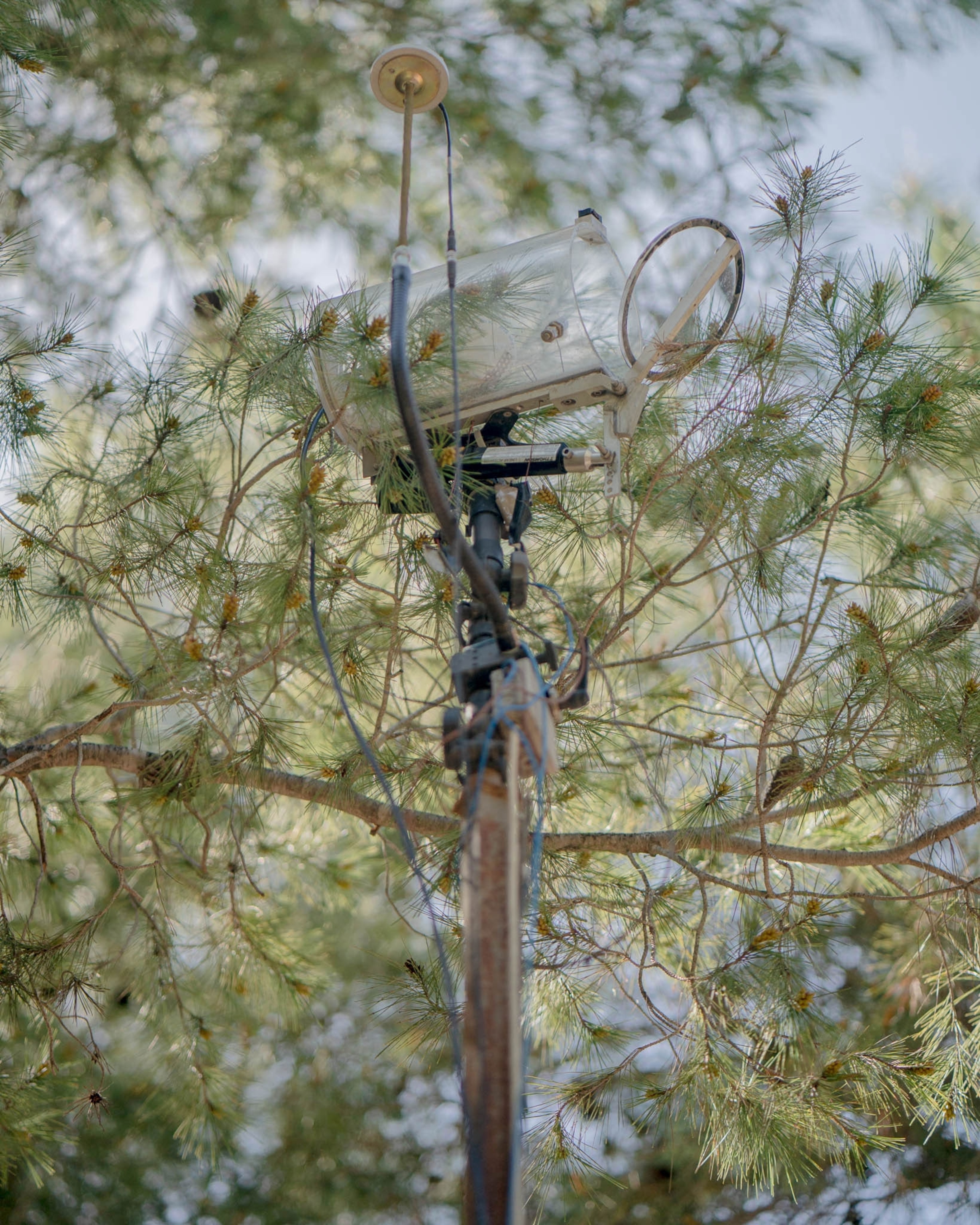 a clear plastic chamber around the branches of a pine tree