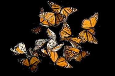 monarch butterflies