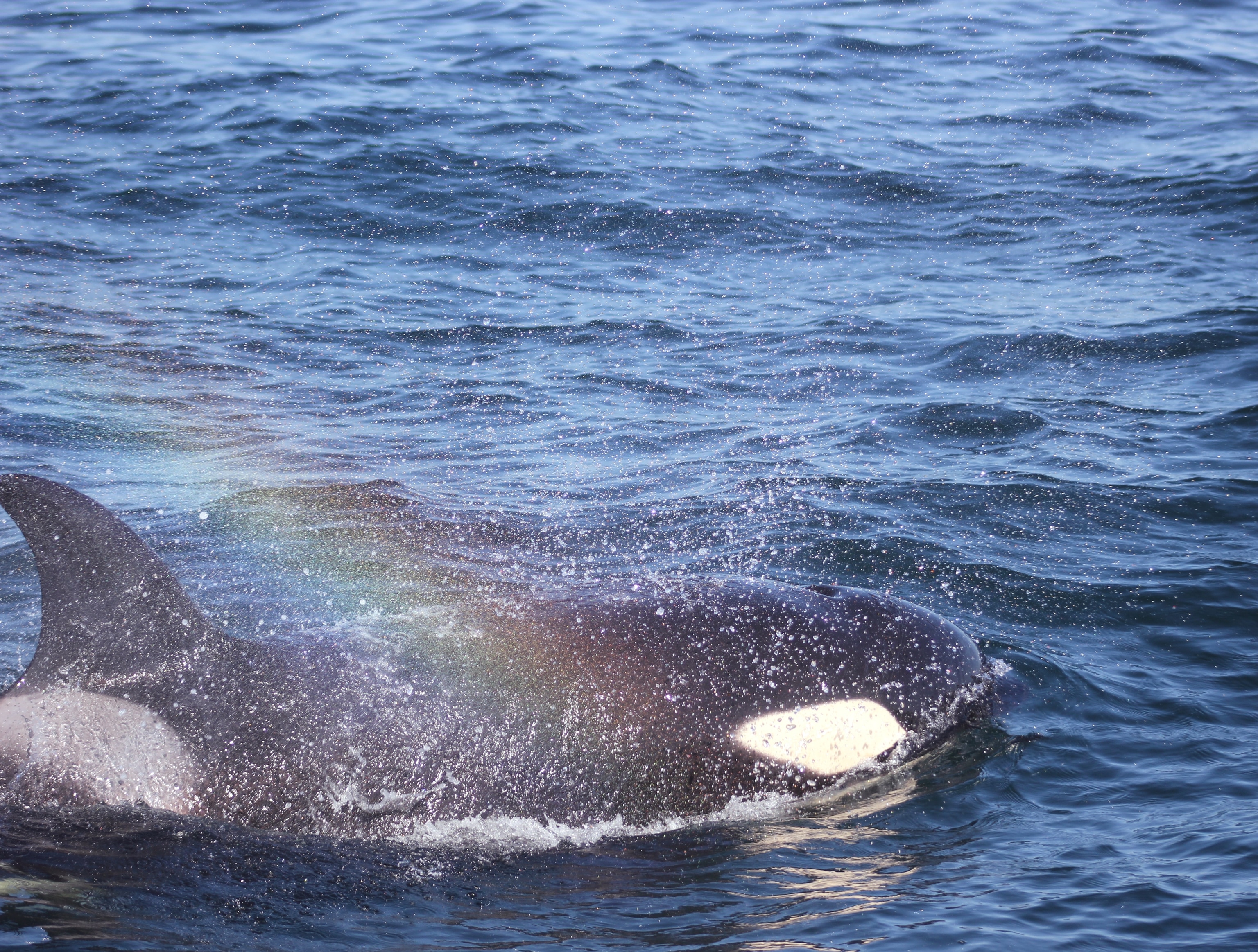 Orca in water with rainbow and water dispersed.