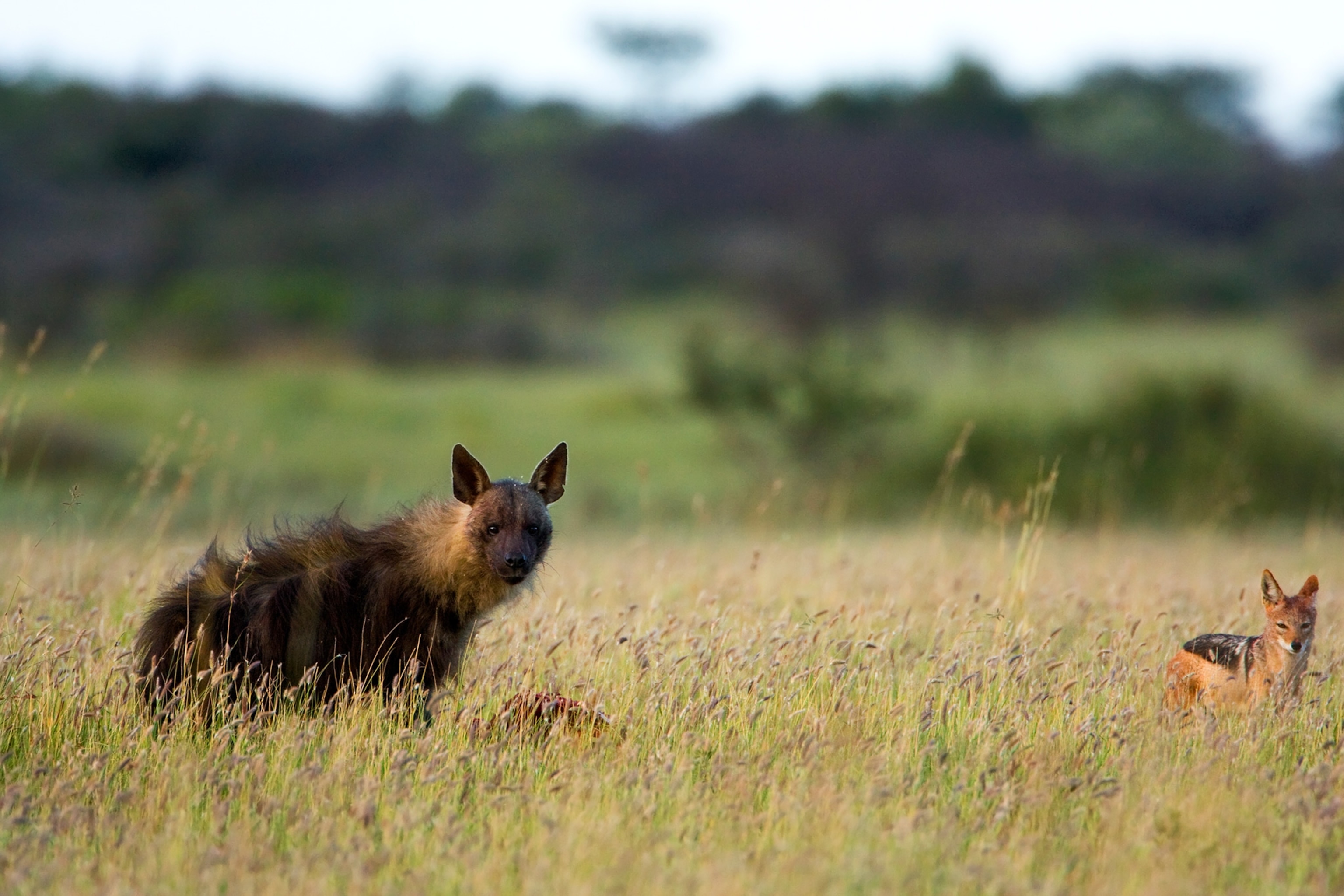 a brown hyena in Botswana