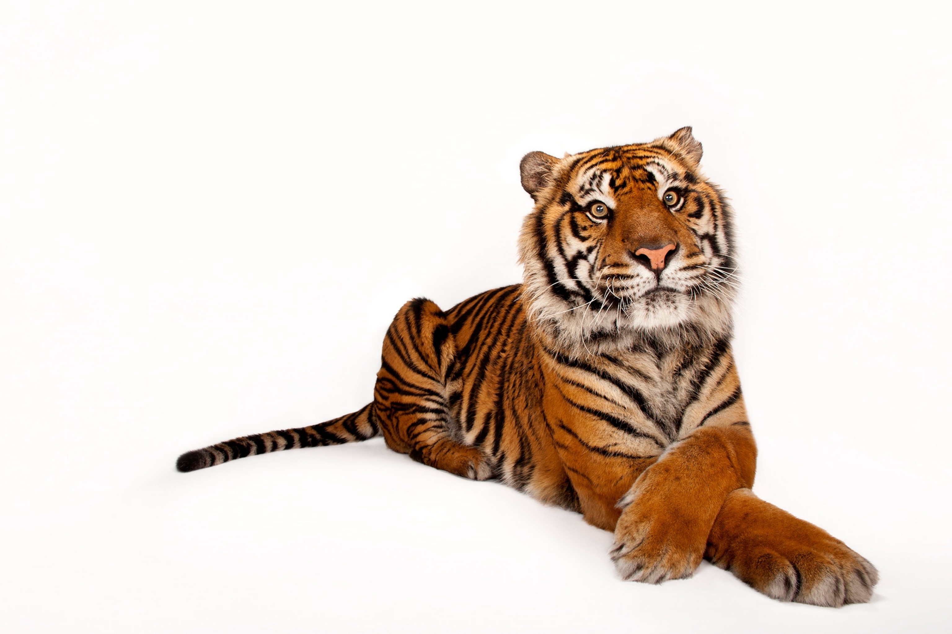 a tiger