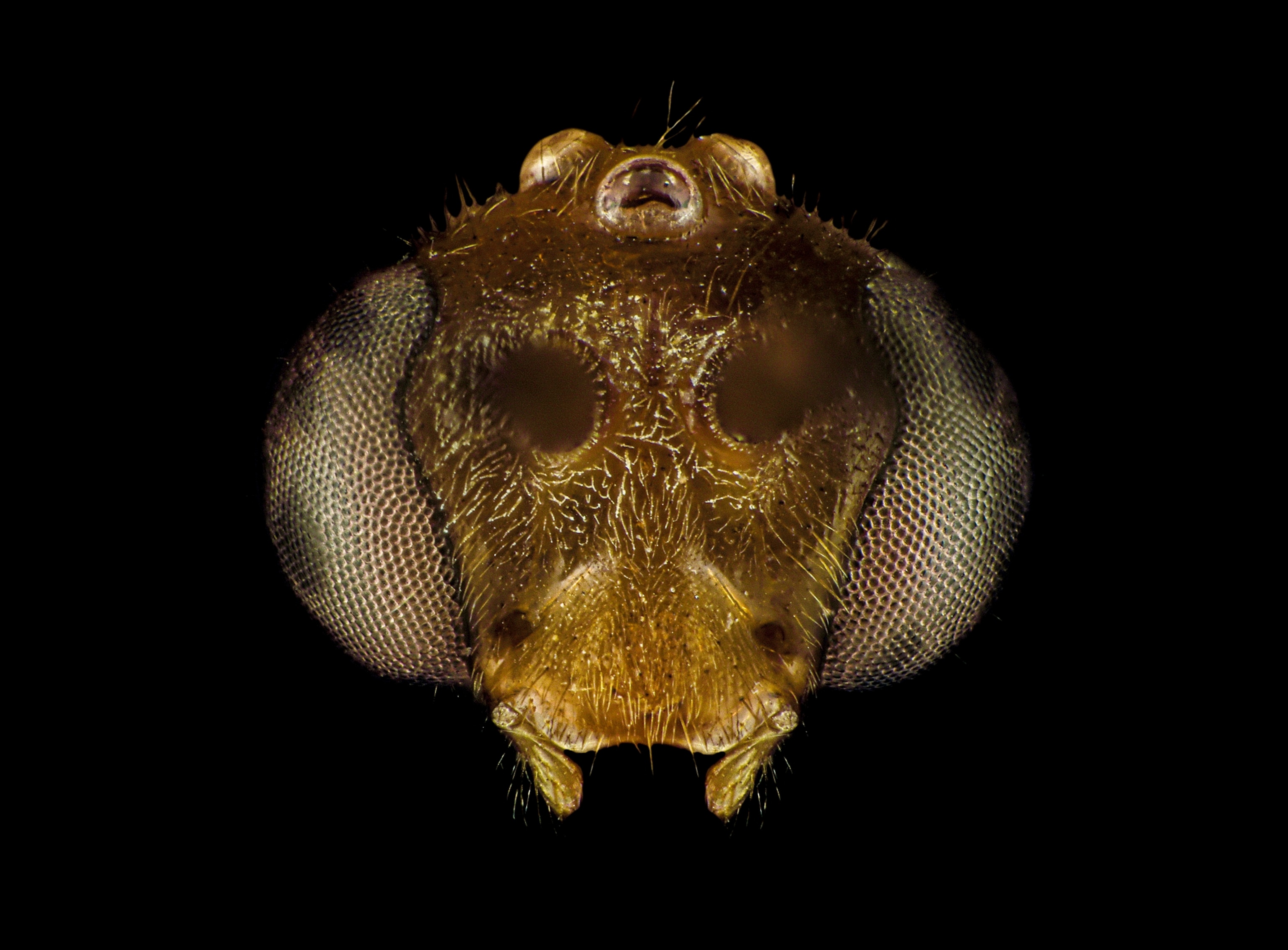 Picture of a brown ant head with huge eyes on either side like that of a fly.