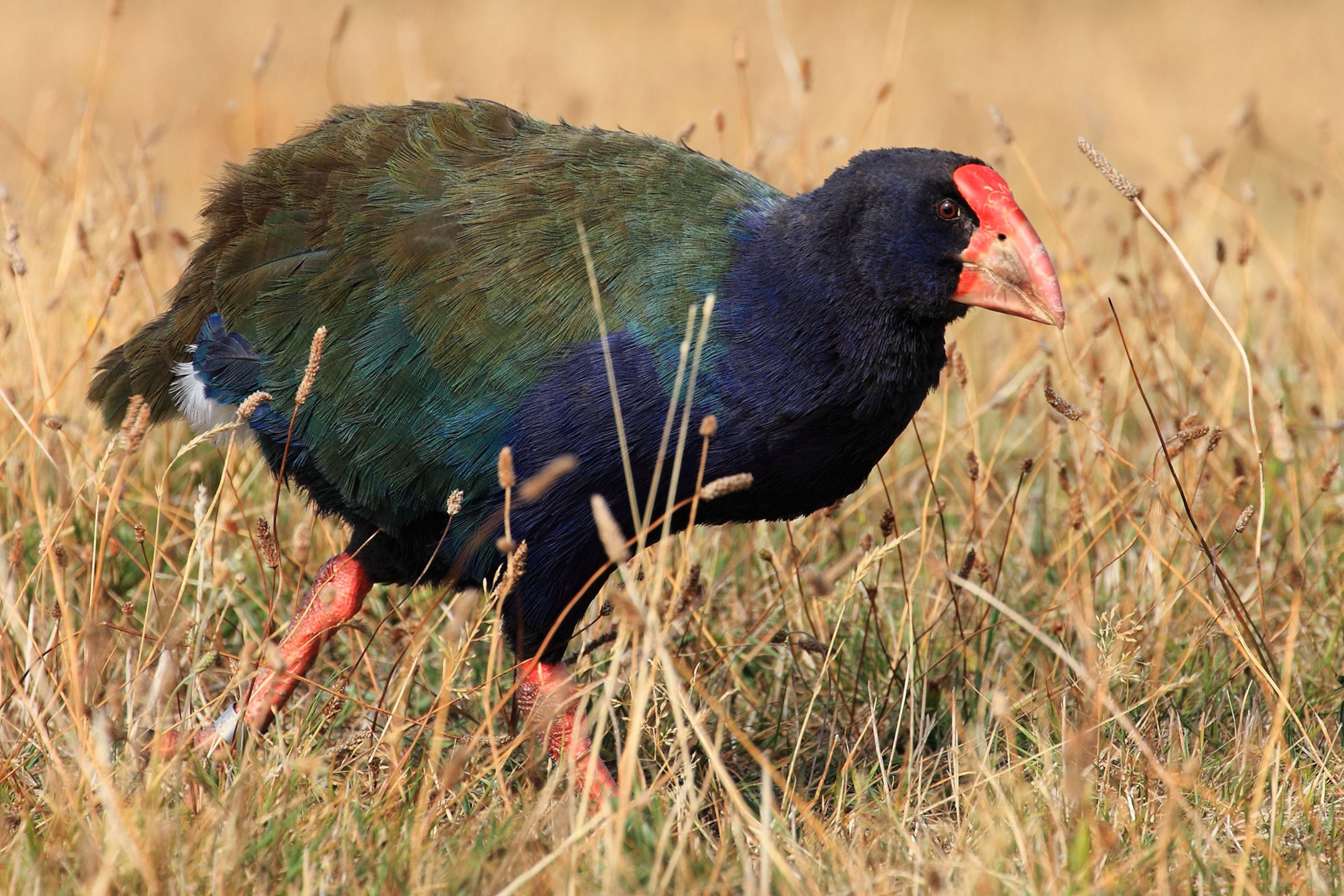 the Takahe, a bird native to New Zealand