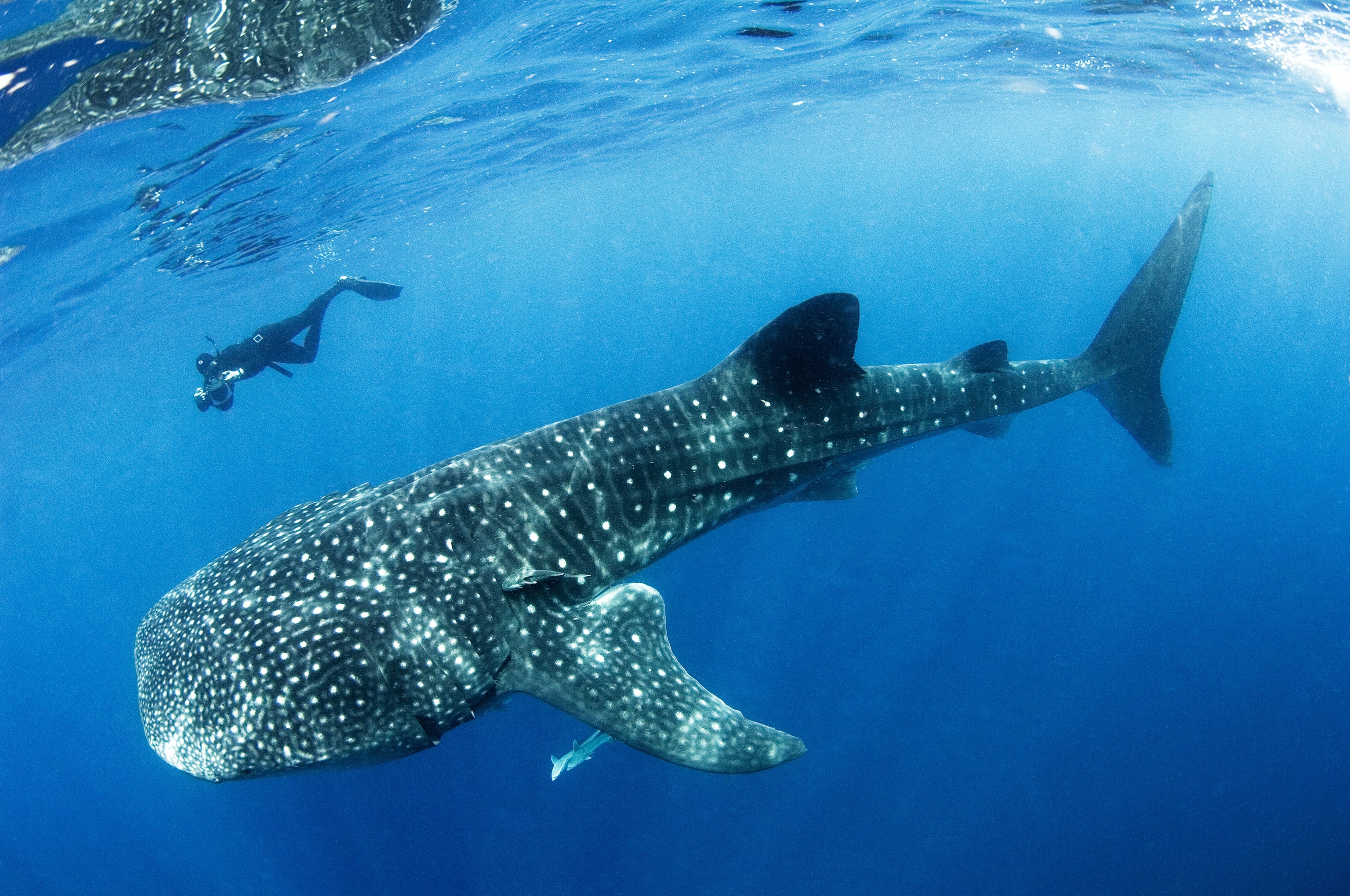 a free diver approaching a whale shark off the coast of Isla Mujeres in Mexico