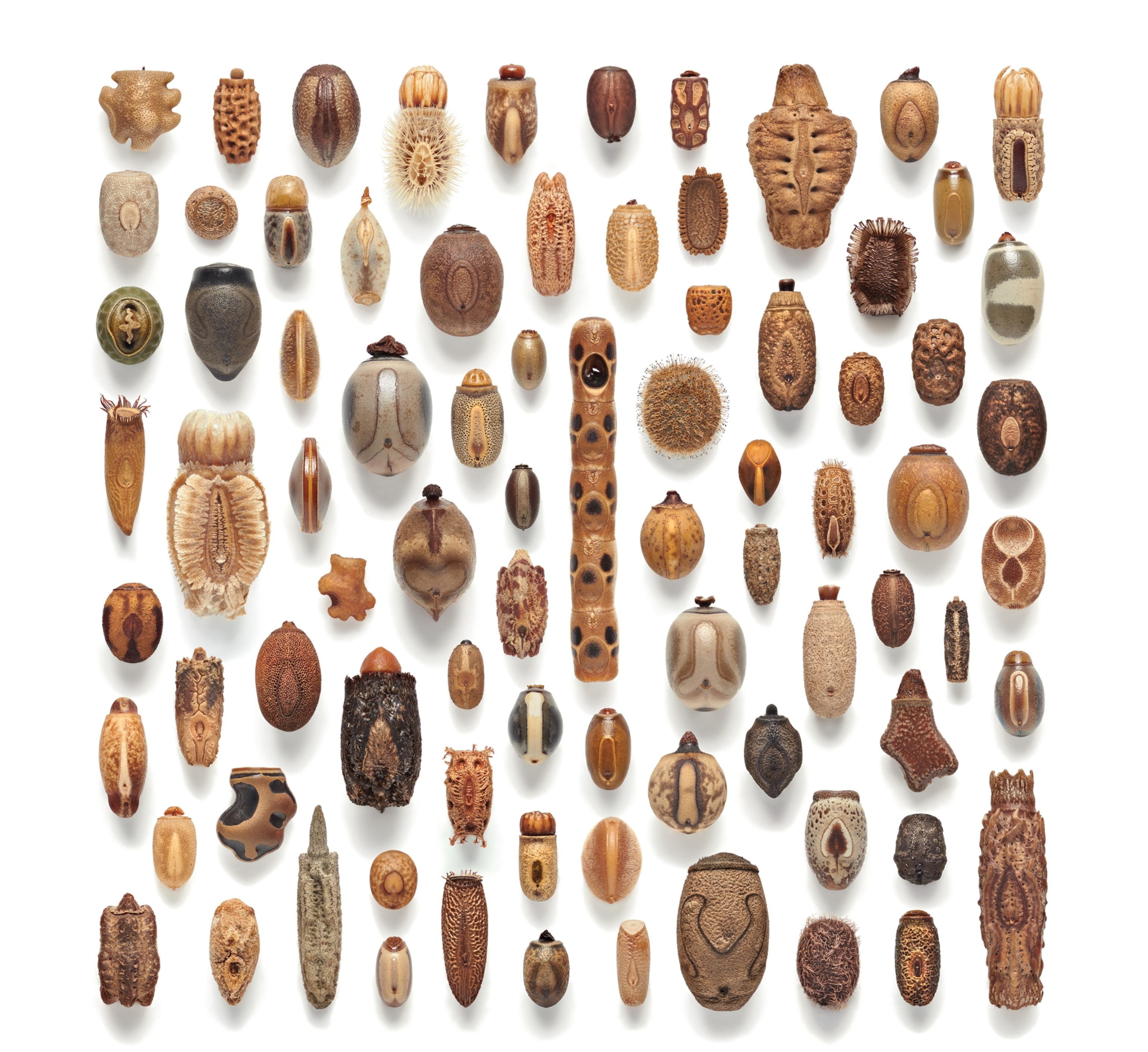 Dozens of different strange looking objects like small bids.