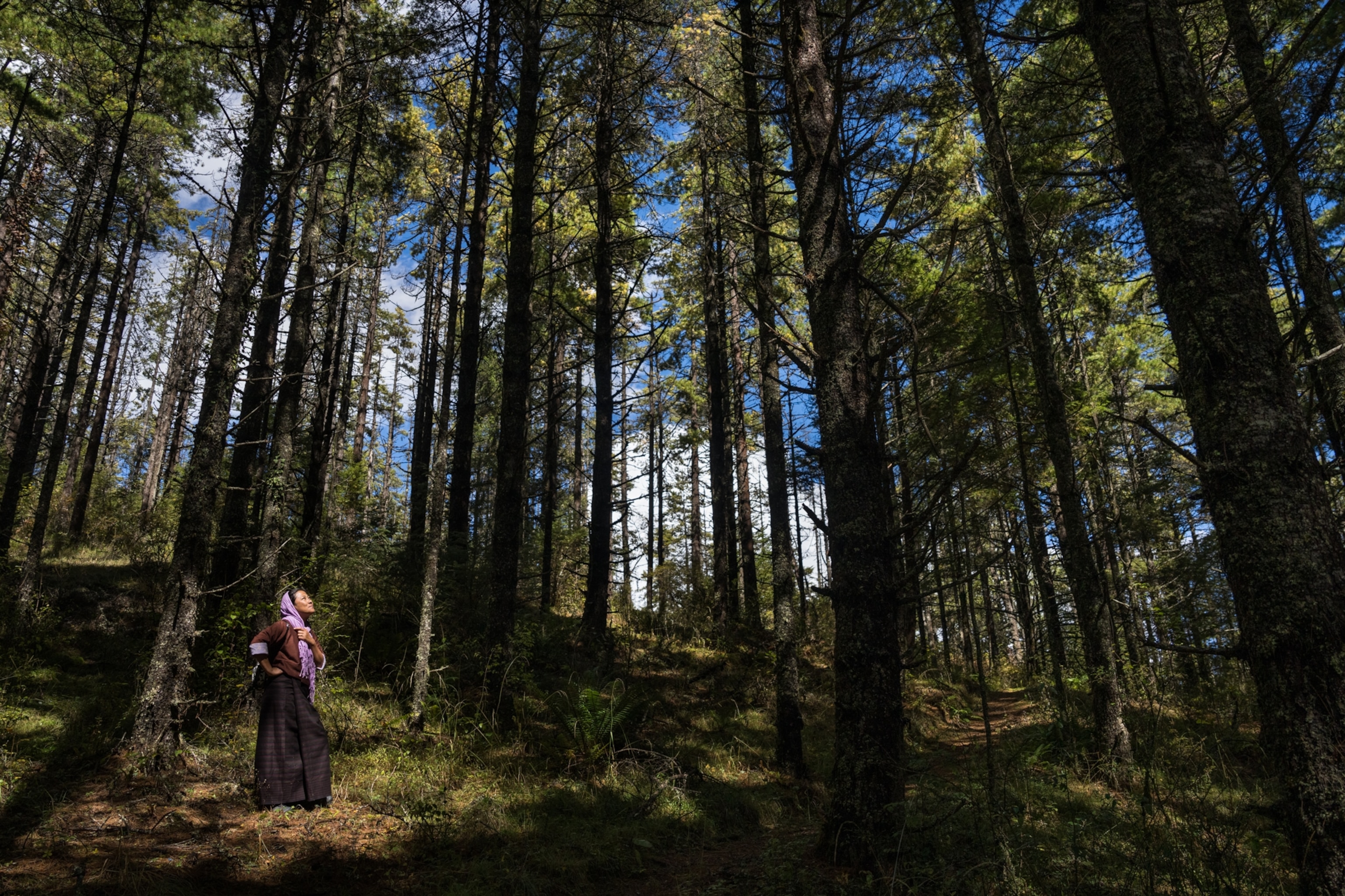 Guide Kingley Wangmo, 38, takes a break on the trail, in the pine forest above Gyetsa, in Bumthang District