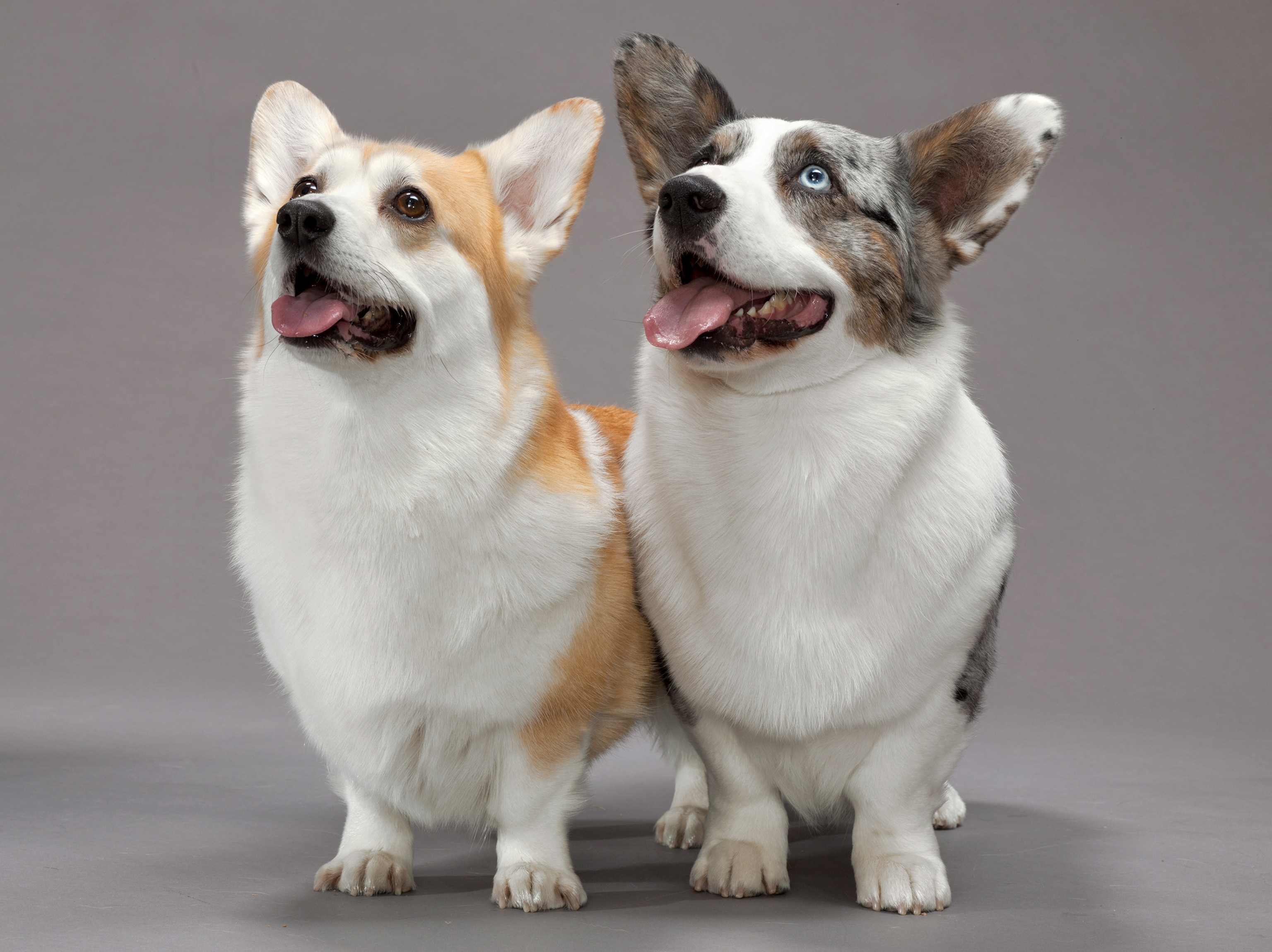 Two corgis stand together.