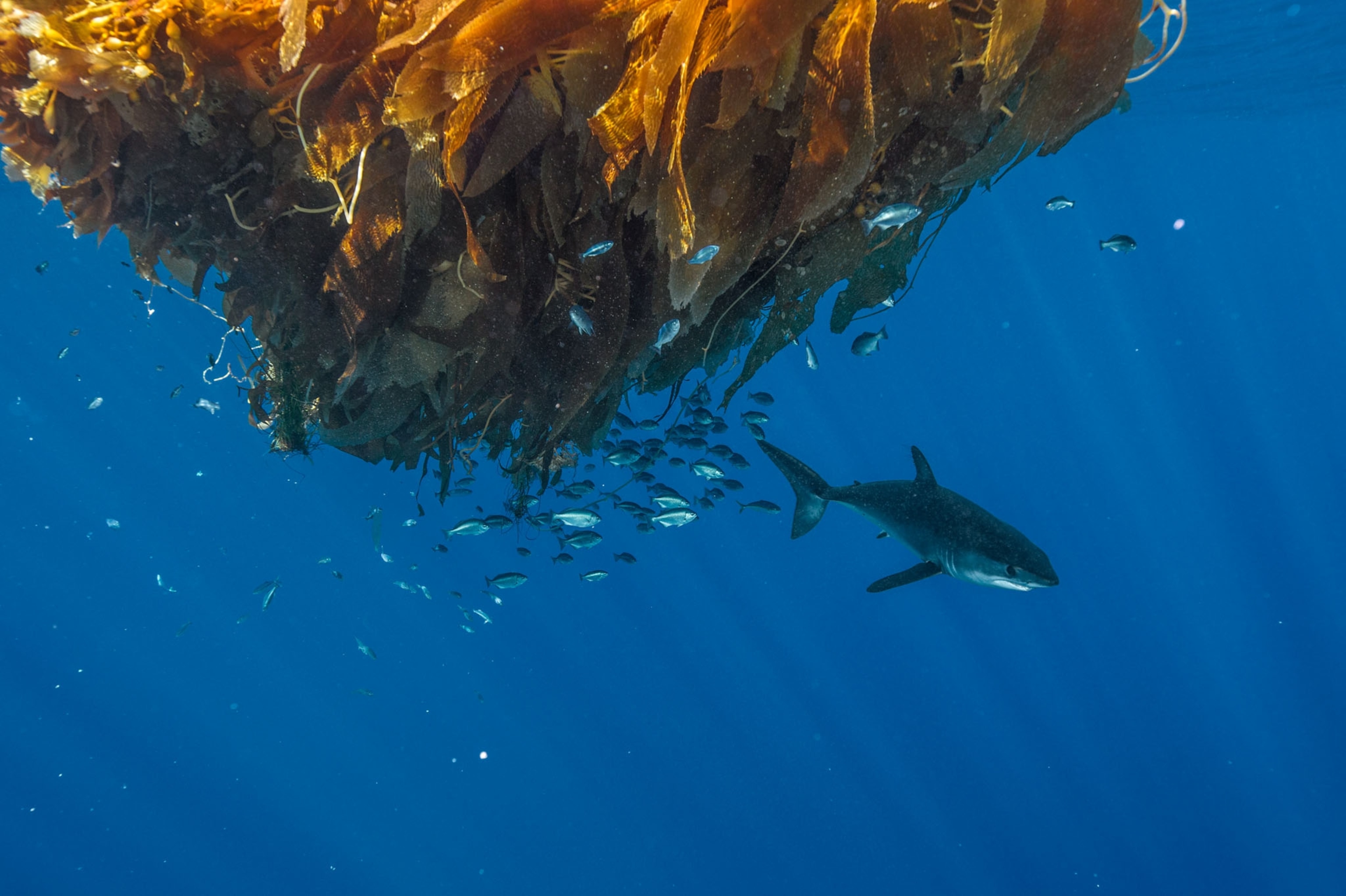 a shark swimming next to a school of fish