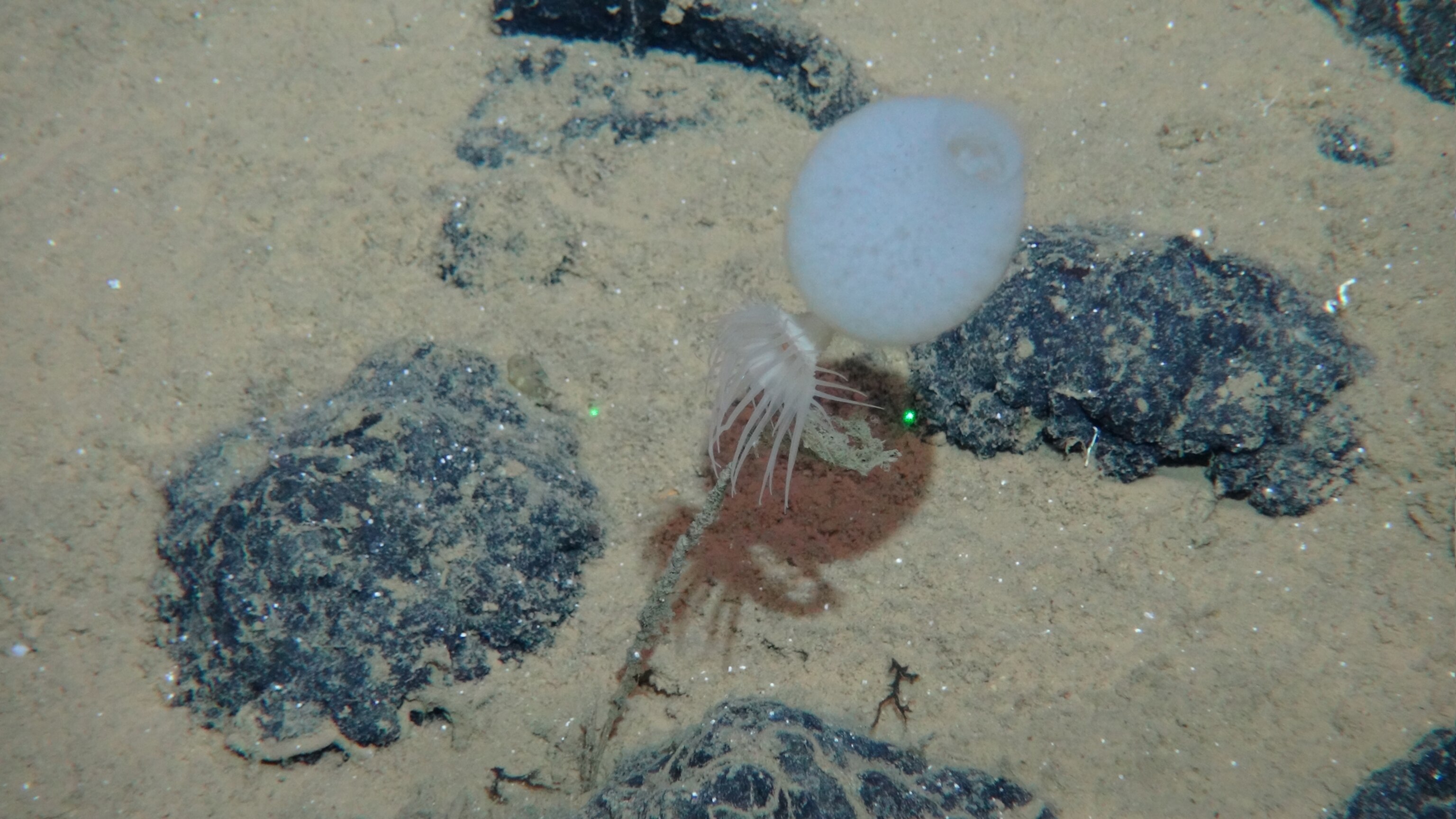 a white round jelly looking sponge with tentacles