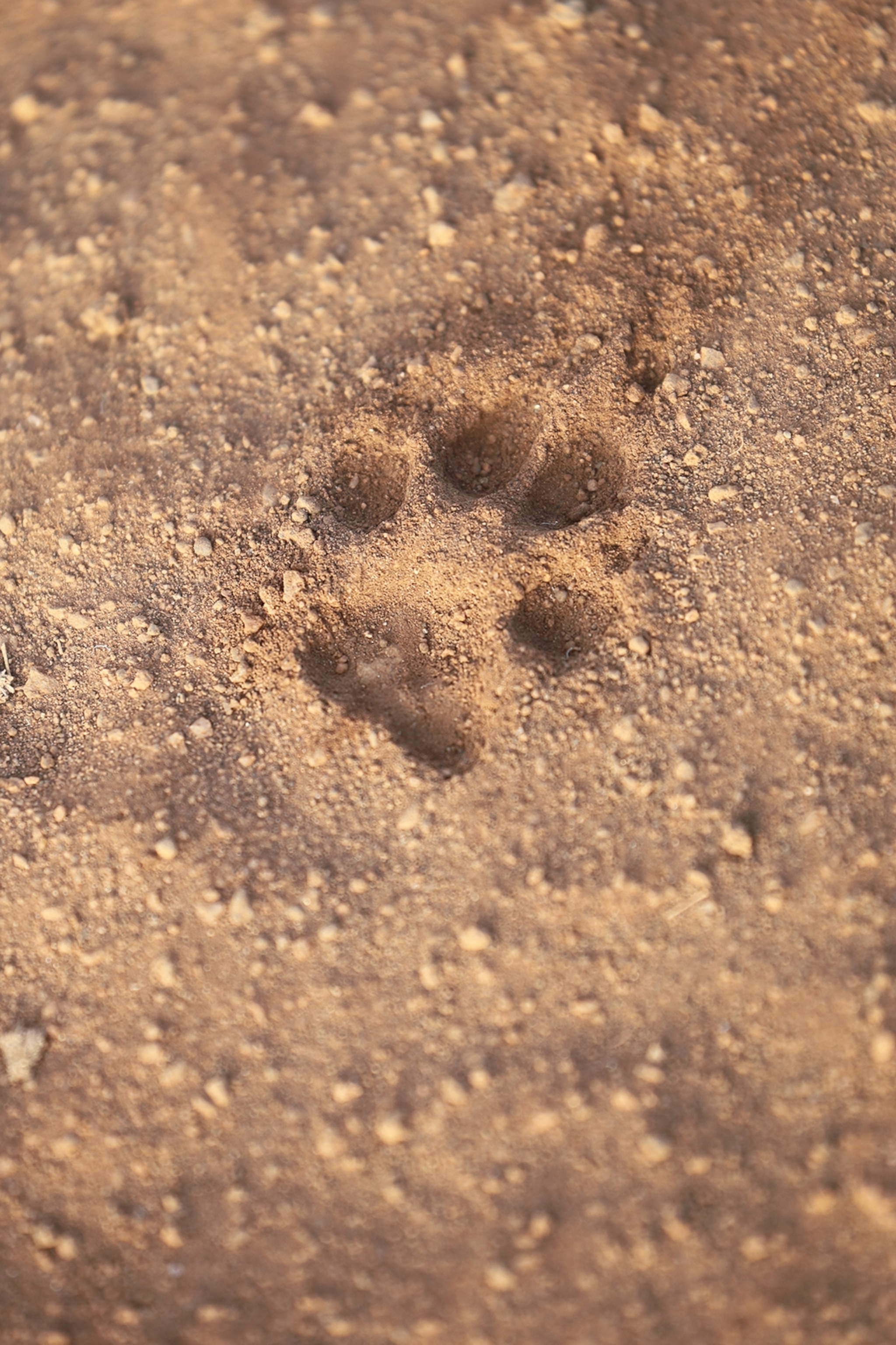 A lion footprint in the dirt in Meru National Park.