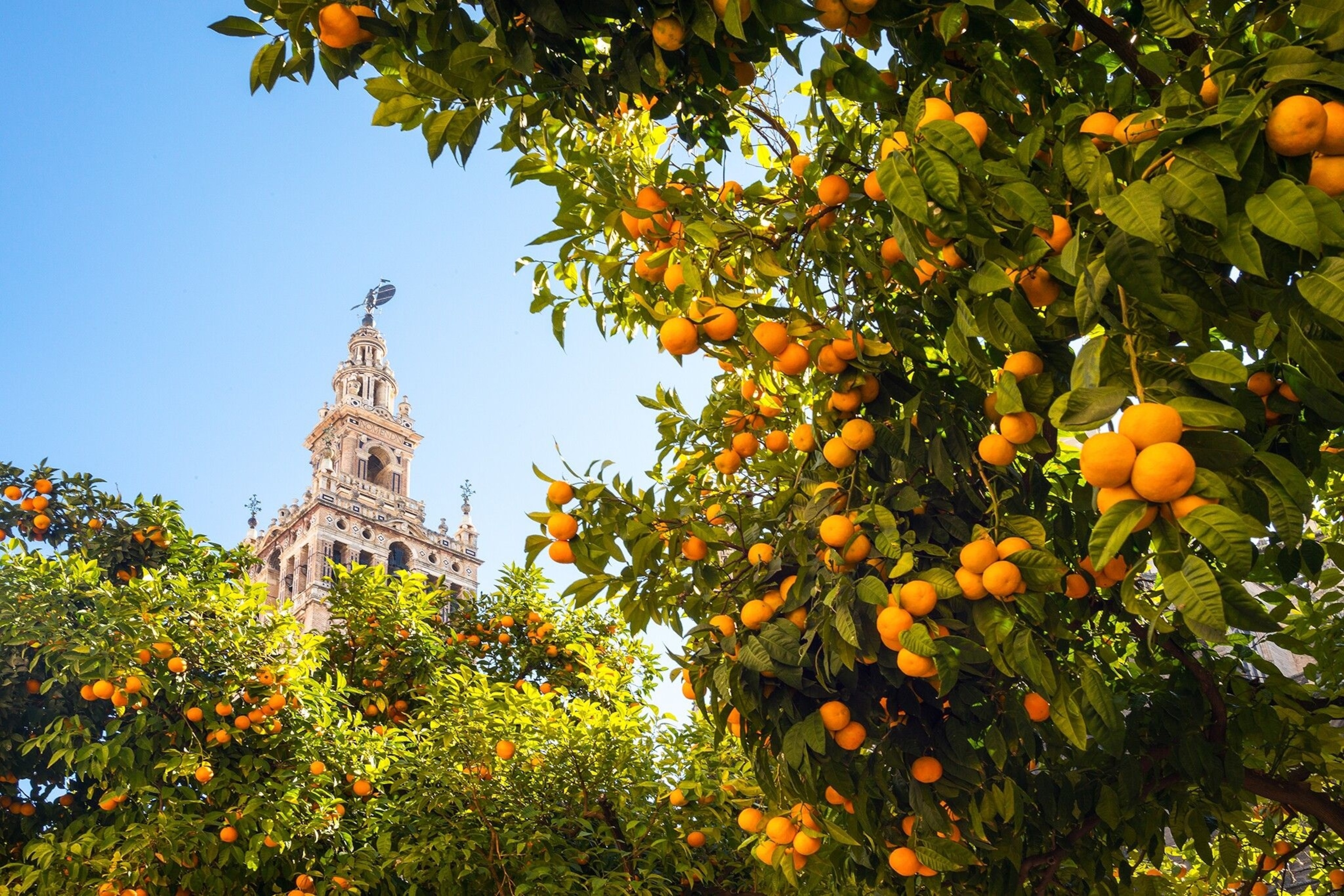 An orange tree full of fruit in Seville, Spain with in the La Giralda tower of the Sevilla Cathedral in the background.