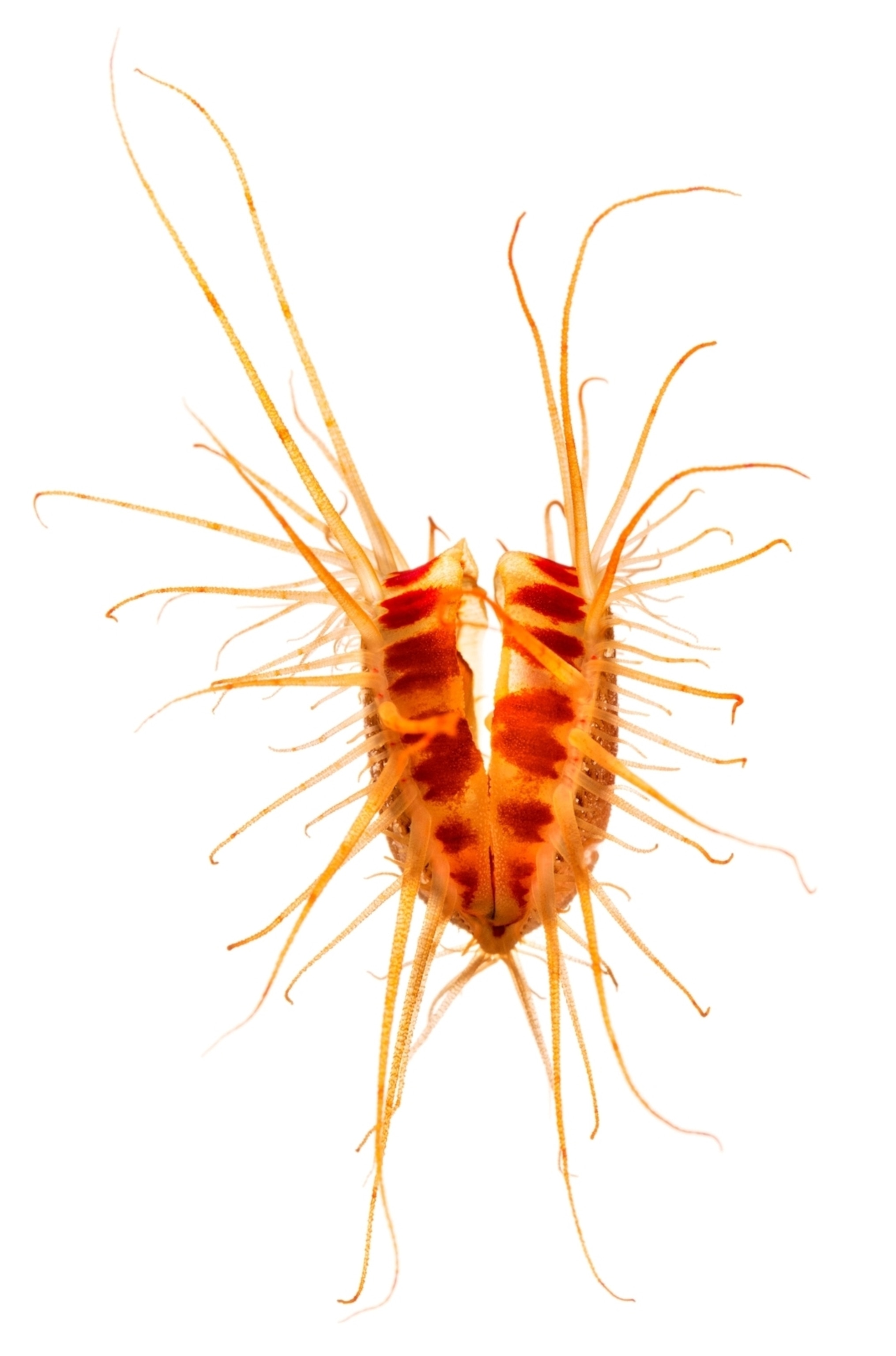 a file clam on a white background